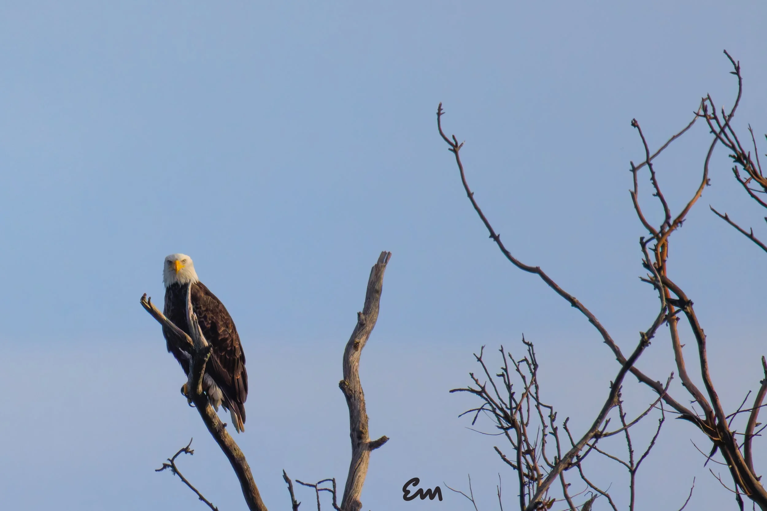 20250221-25.02.21 Bald Eagles @ Schwan Lake-253-Edit-Squarespace.jpg