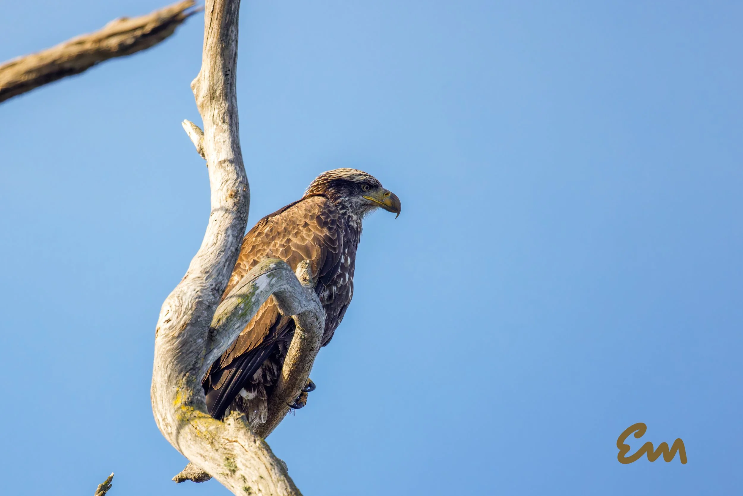 20250221-25.02.21 Bald Eagles @ Schwan Lake-371-Edit-Squarespace.jpg