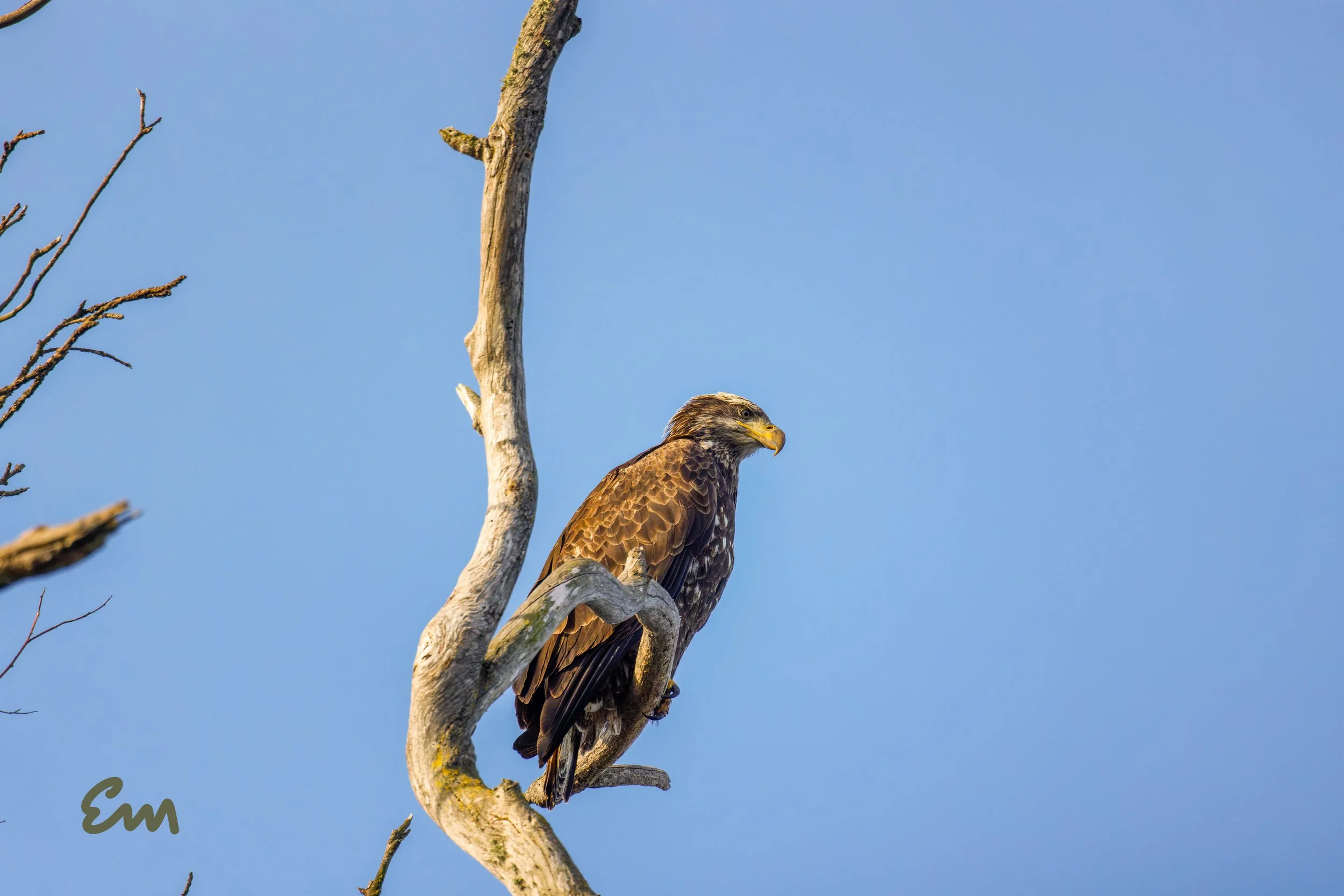 20250221-25.02.21 Bald Eagles @ Schwan Lake-410-Edit-Squarespace.jpg
