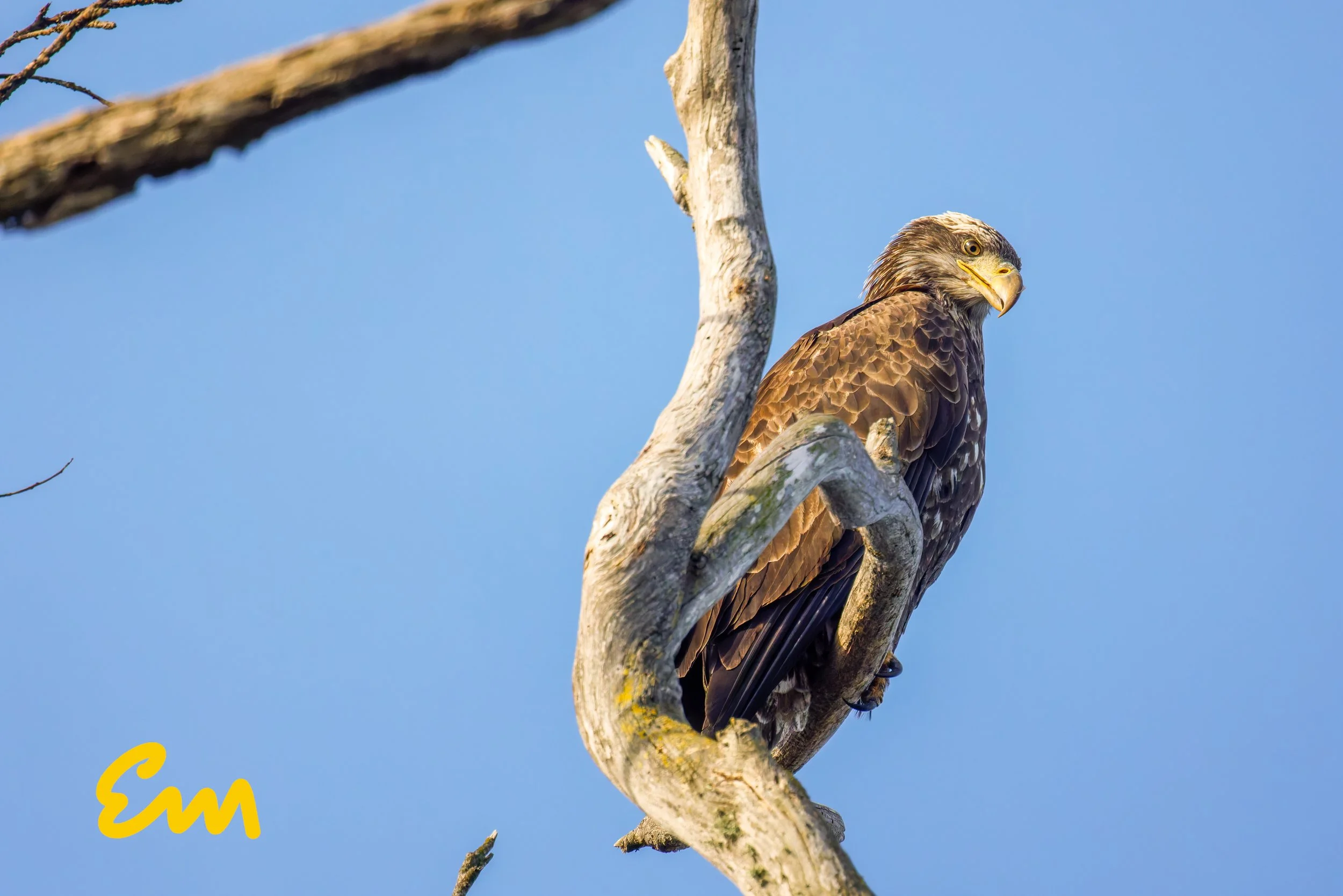 20250221-25.02.21 Bald Eagles @ Schwan Lake-428-Edit-Squarespace.jpg