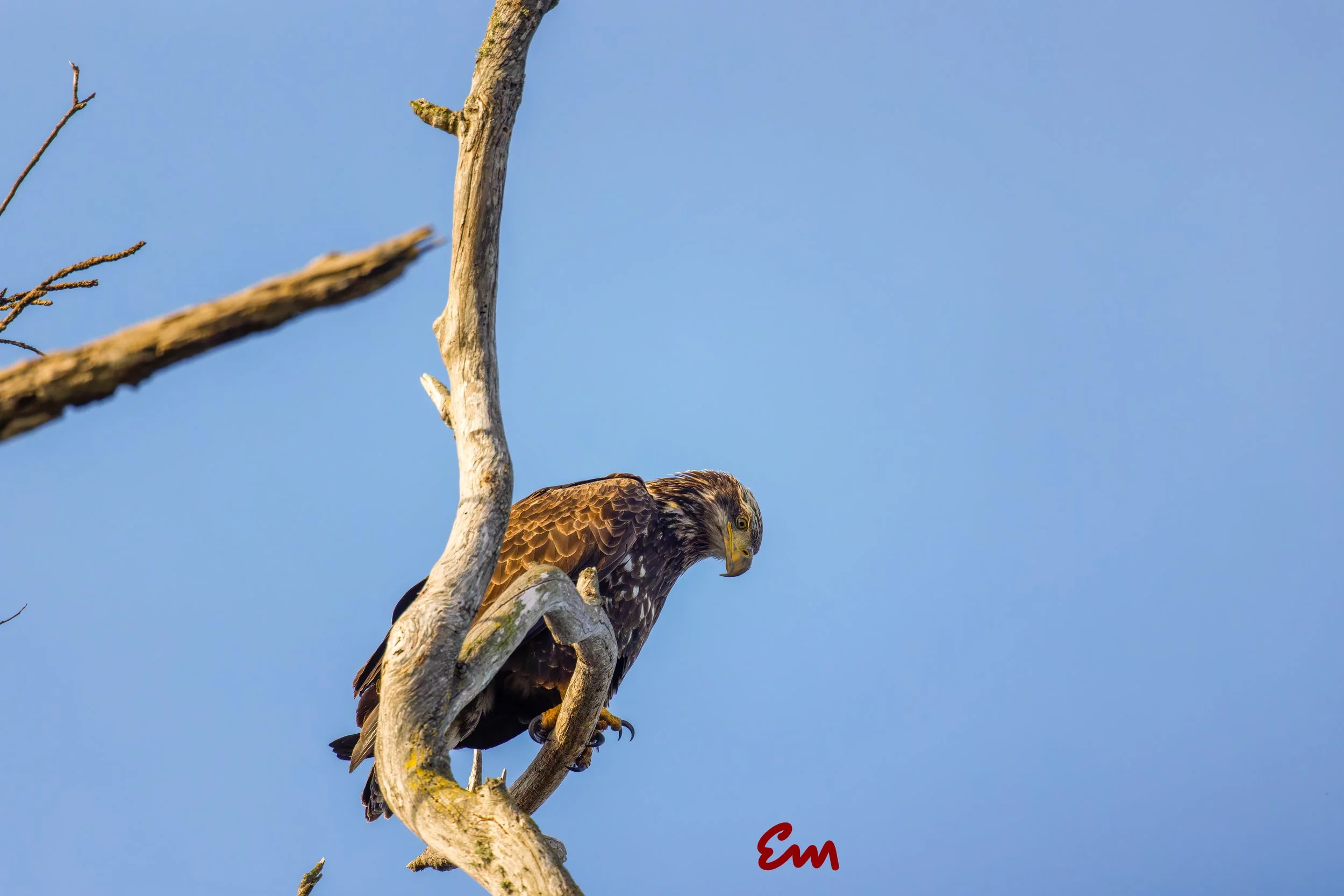 20250221-25.02.21 Bald Eagles @ Schwan Lake-446-Edit-Squarespace.jpg