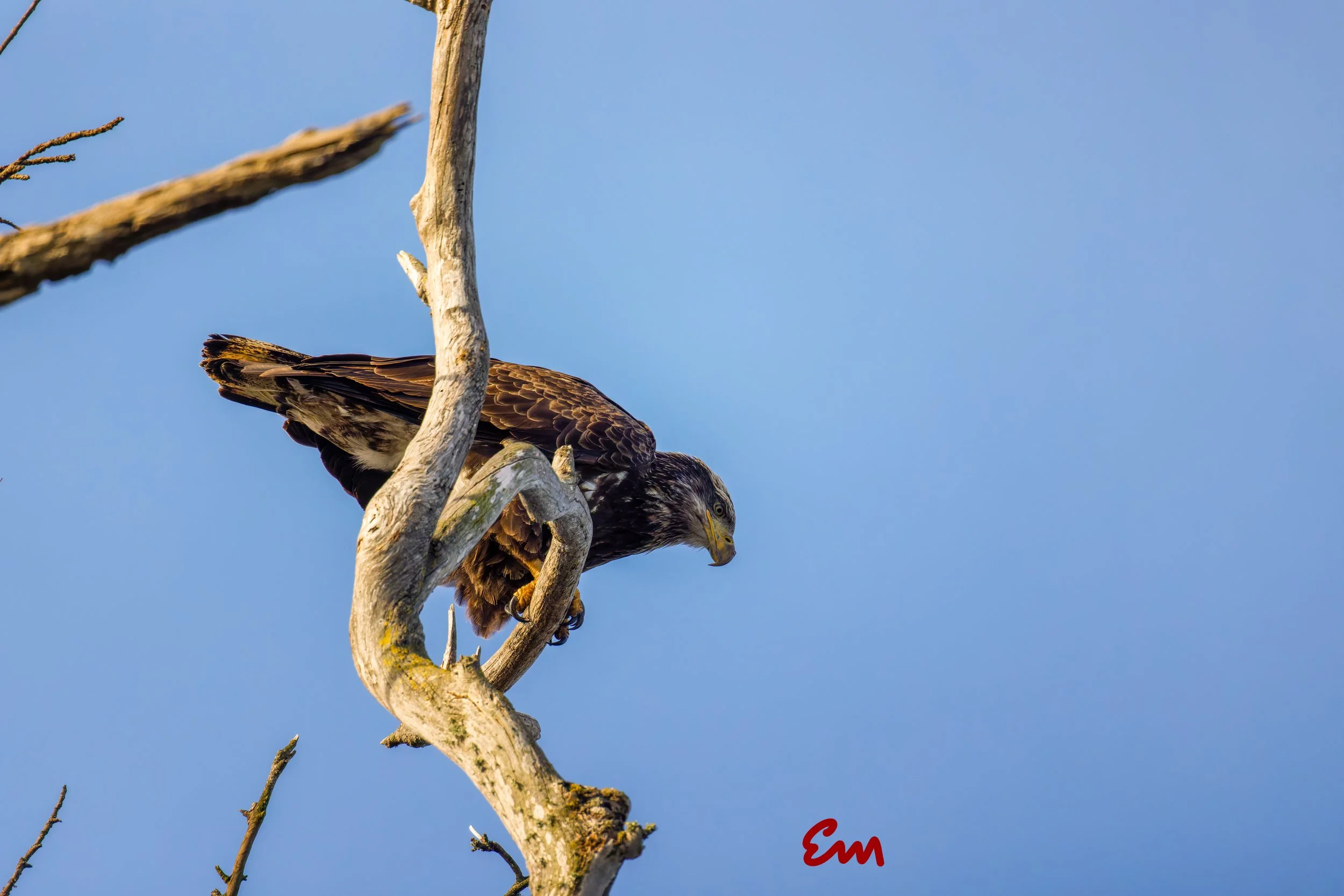 20250221-25.02.21 Bald Eagles @ Schwan Lake-447-Edit-Squarespace.jpg