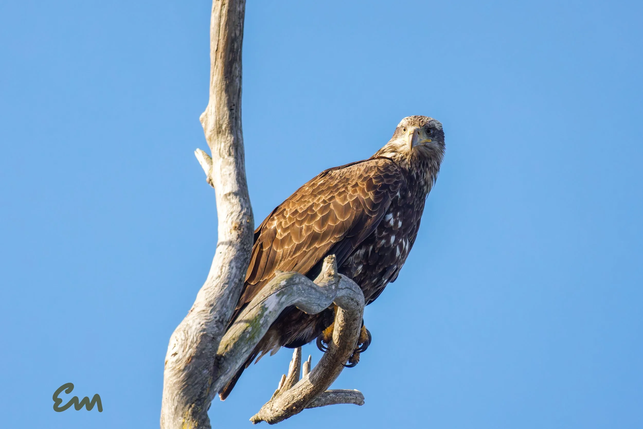 20250221-25.02.21 Bald Eagles @ Schwan Lake-467-Edit-Squarespace.jpg