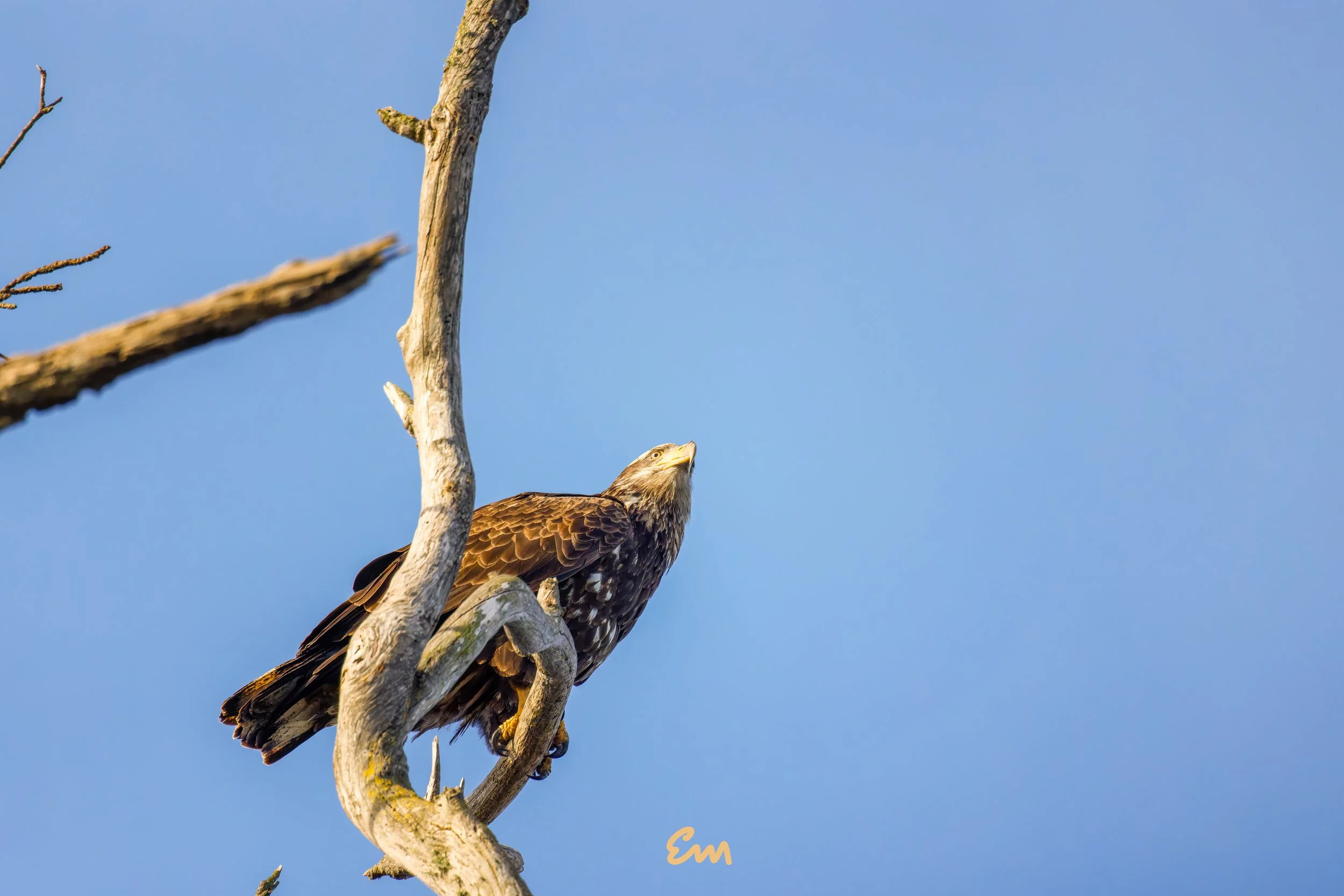20250221-25.02.21 Bald Eagles @ Schwan Lake-455-Edit-Squarespace.jpg