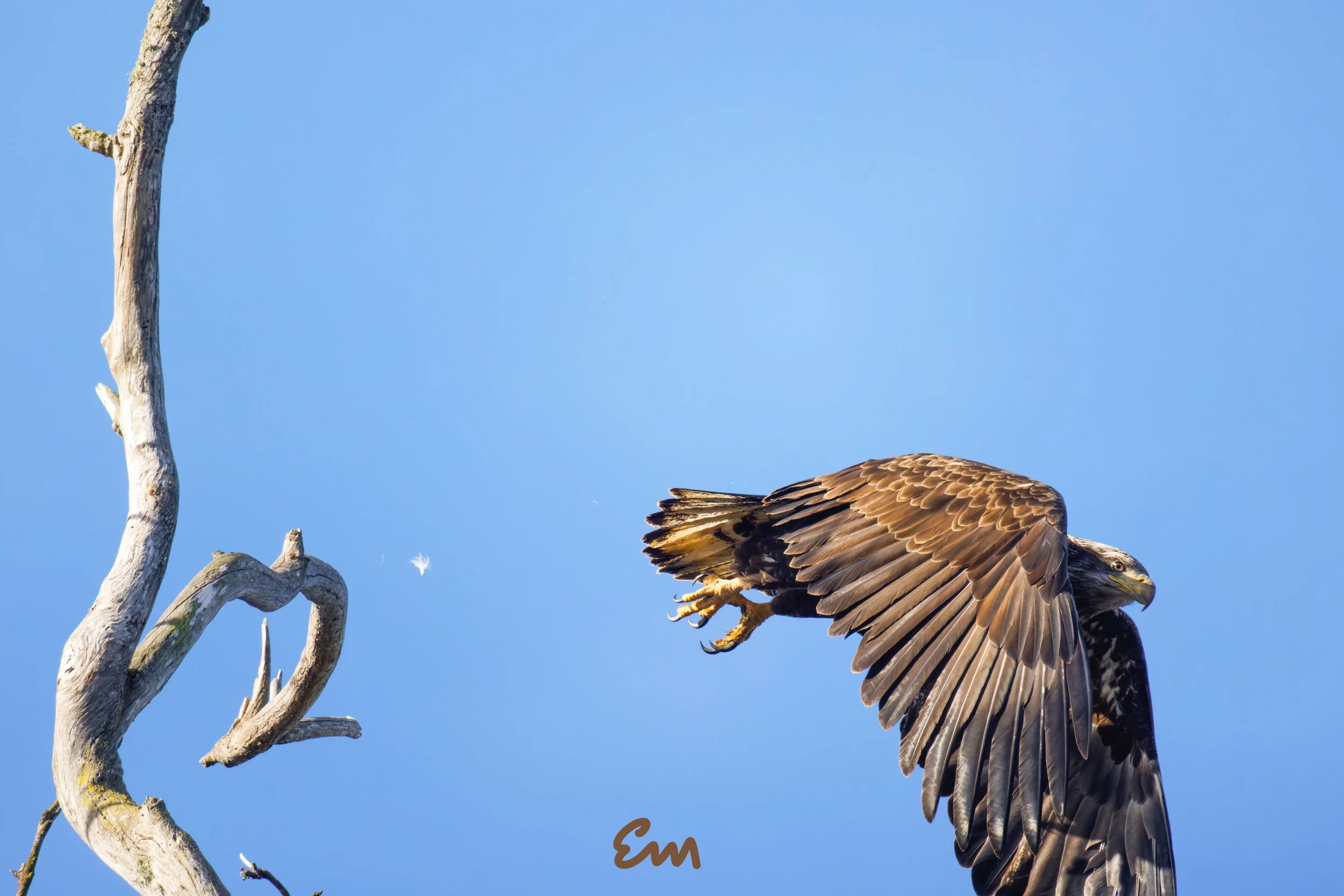20250221-25.02.21 Bald Eagles @ Schwan Lake-522-Edit-Squarespace.jpg