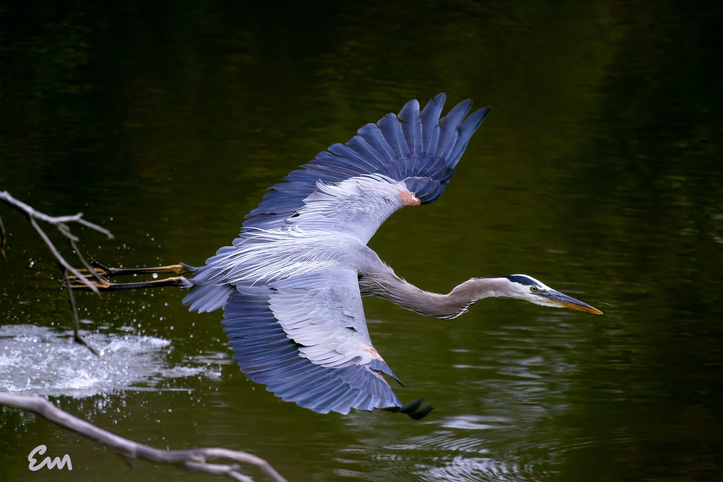 Great Blue Heron Launching