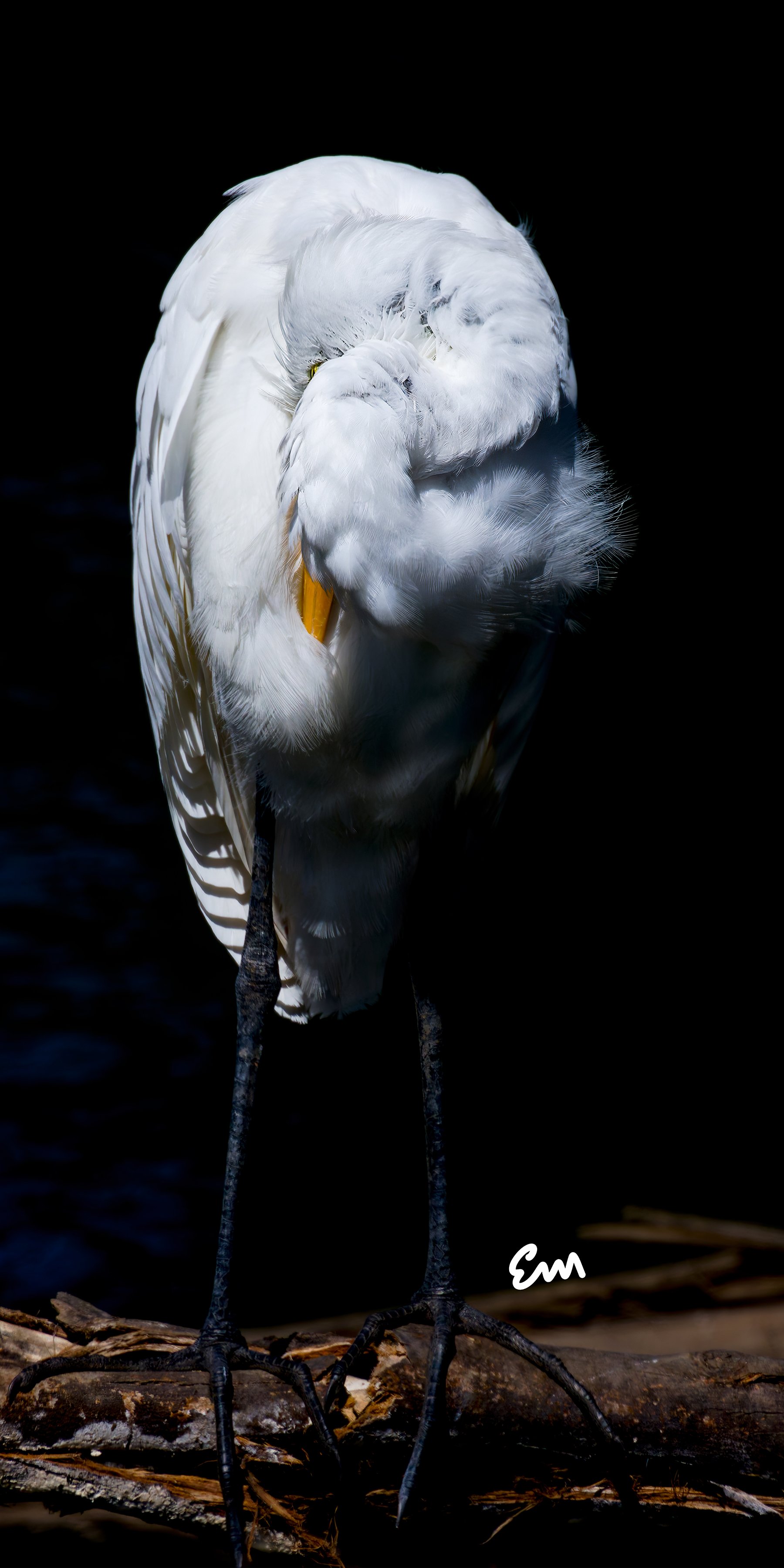 Great Egret #1911 (24.08.25, 7.5x15).jpg