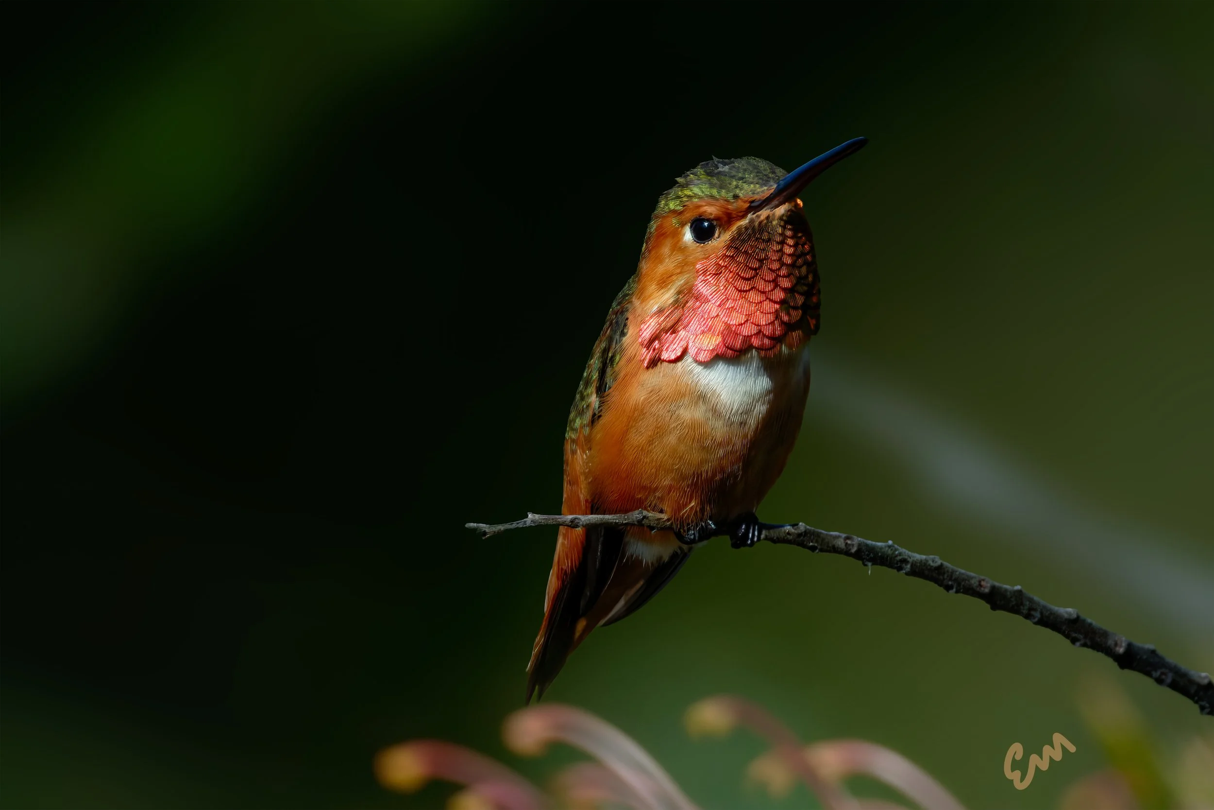 Hummingbird at UCSC #47