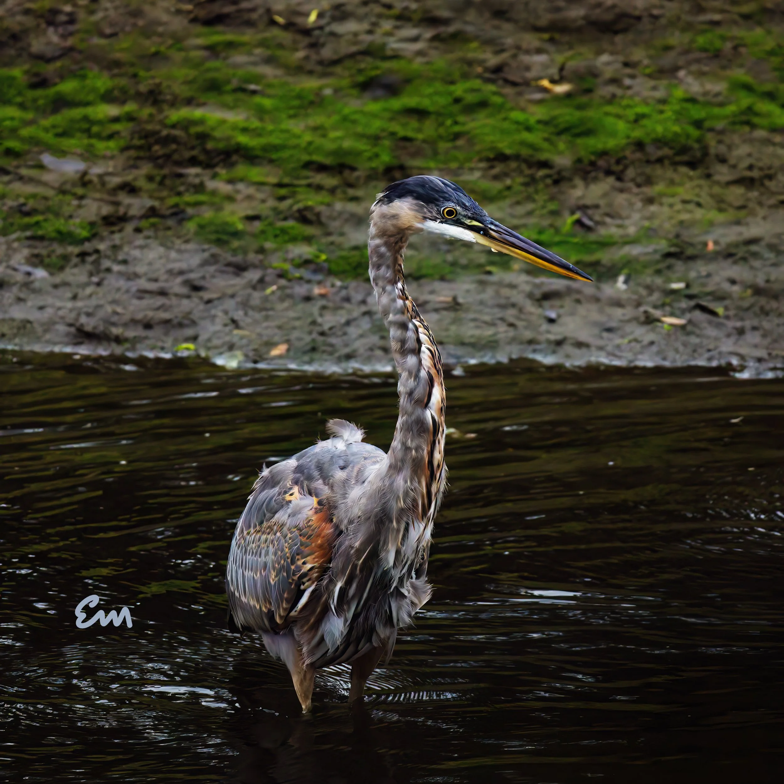 Great Blue Heron #13
