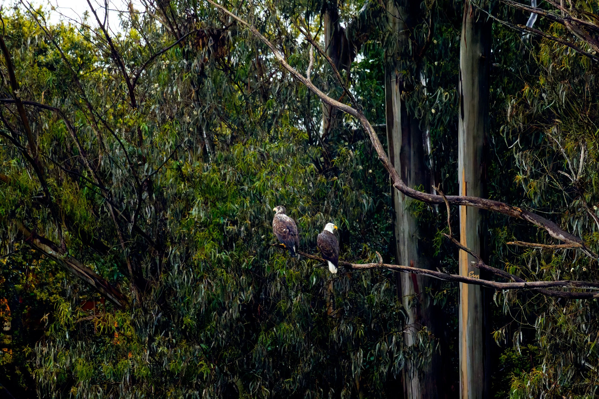 20250314-25.03.14 Bald Eagle @ Schwann Lake-722-Edit-Squarespace.jpg