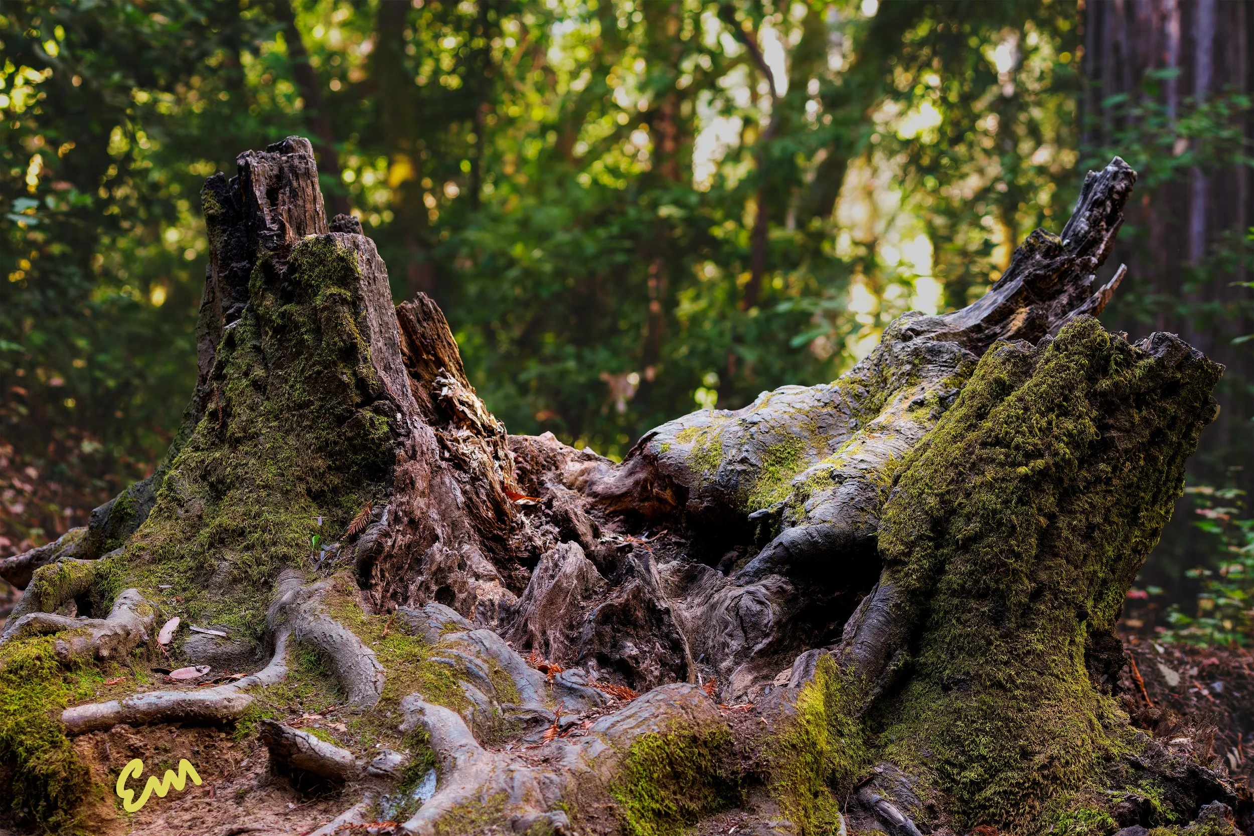 Fall Creek Throne #33 (22.10.07 30x20 signed) small.jpeg