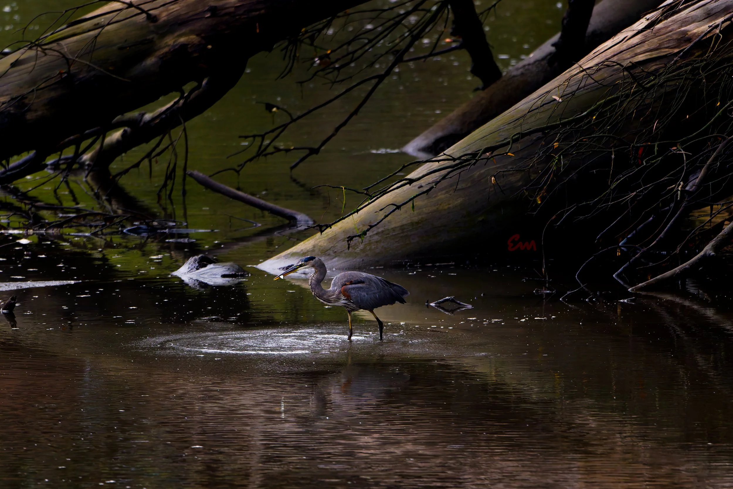 20250811-25.08.11 Great Blue Heron @ Arana Gulch-41.jpg