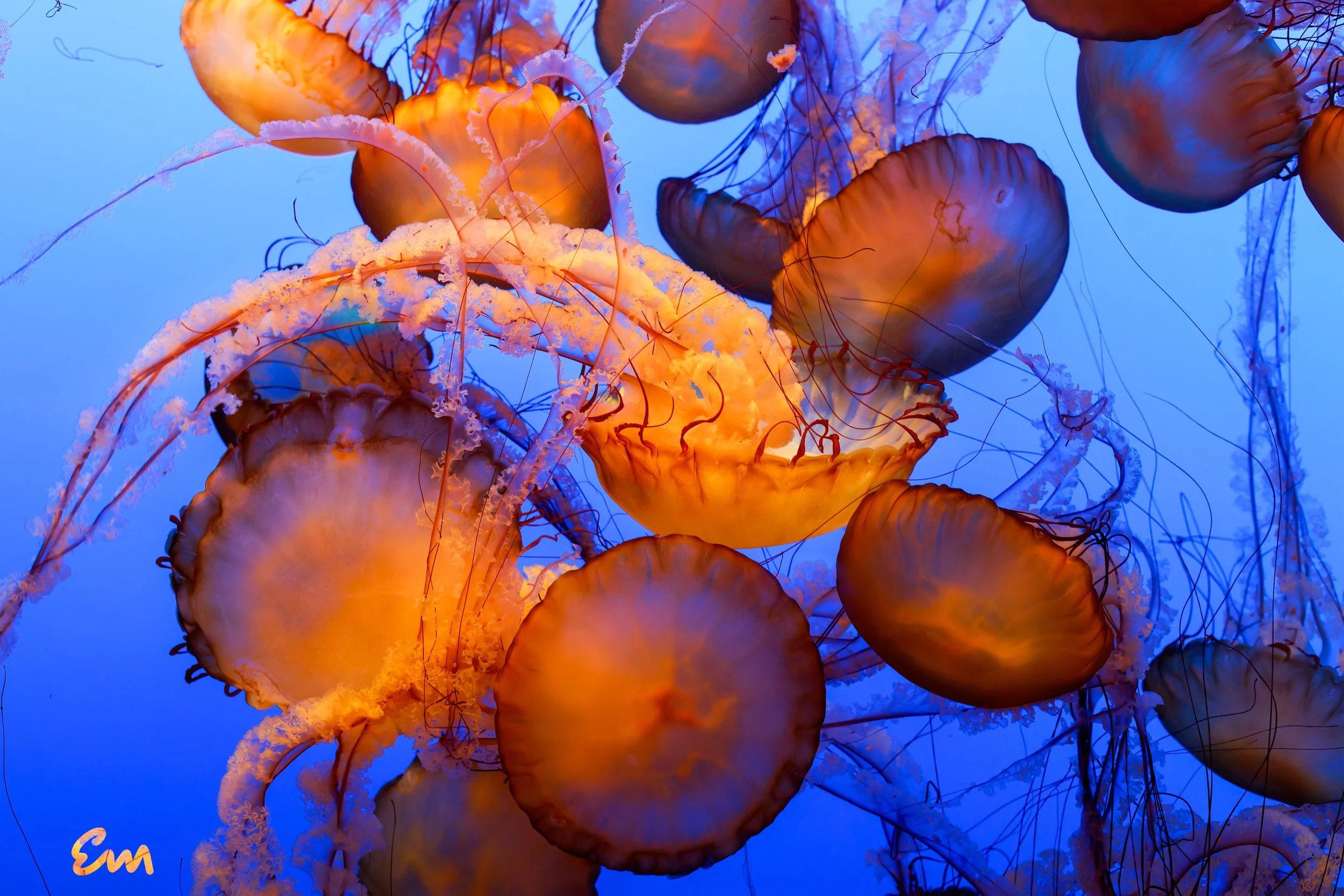 Jellyfish at Monterey Bay Aquarium (25.12.16)