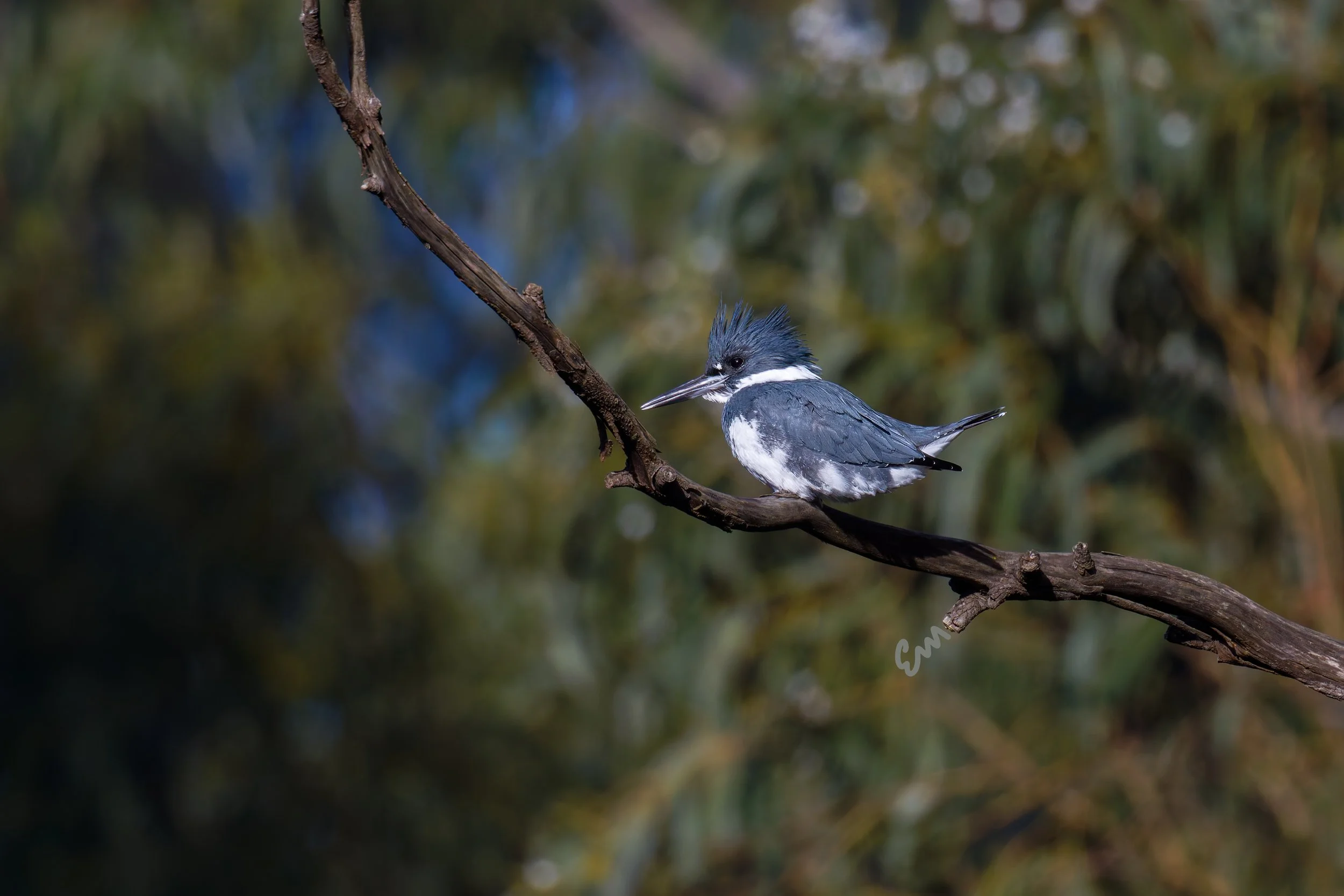 King Fisher #453 (25.12.27 30x20).jpg