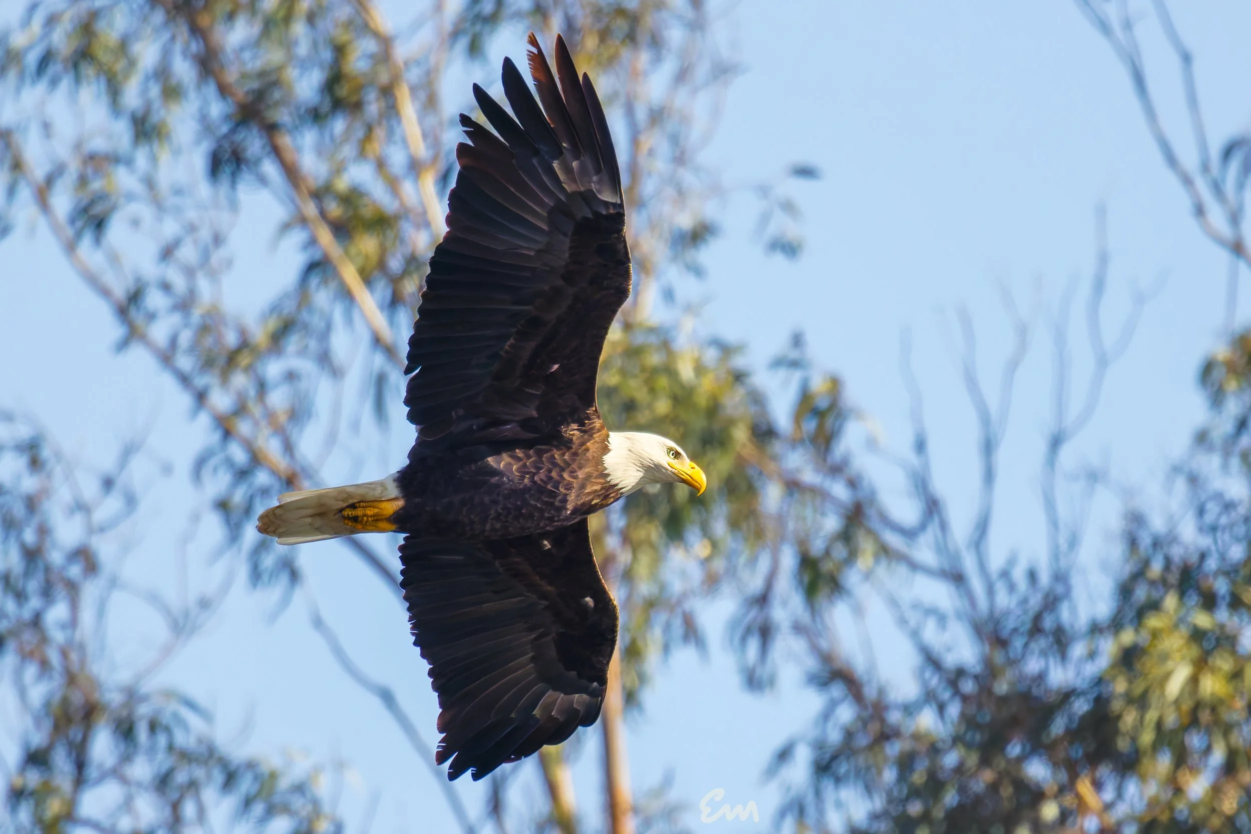 Bald Eagle #243