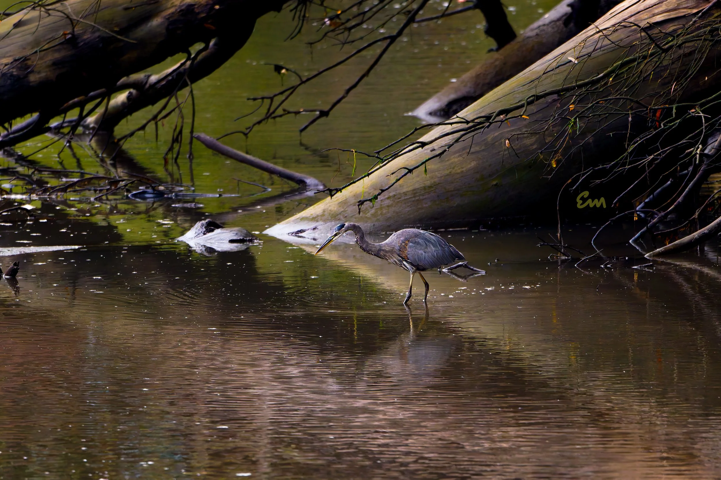 20250811-25.08.11 Great Blue Heron @ Arana Gulch-13.jpg