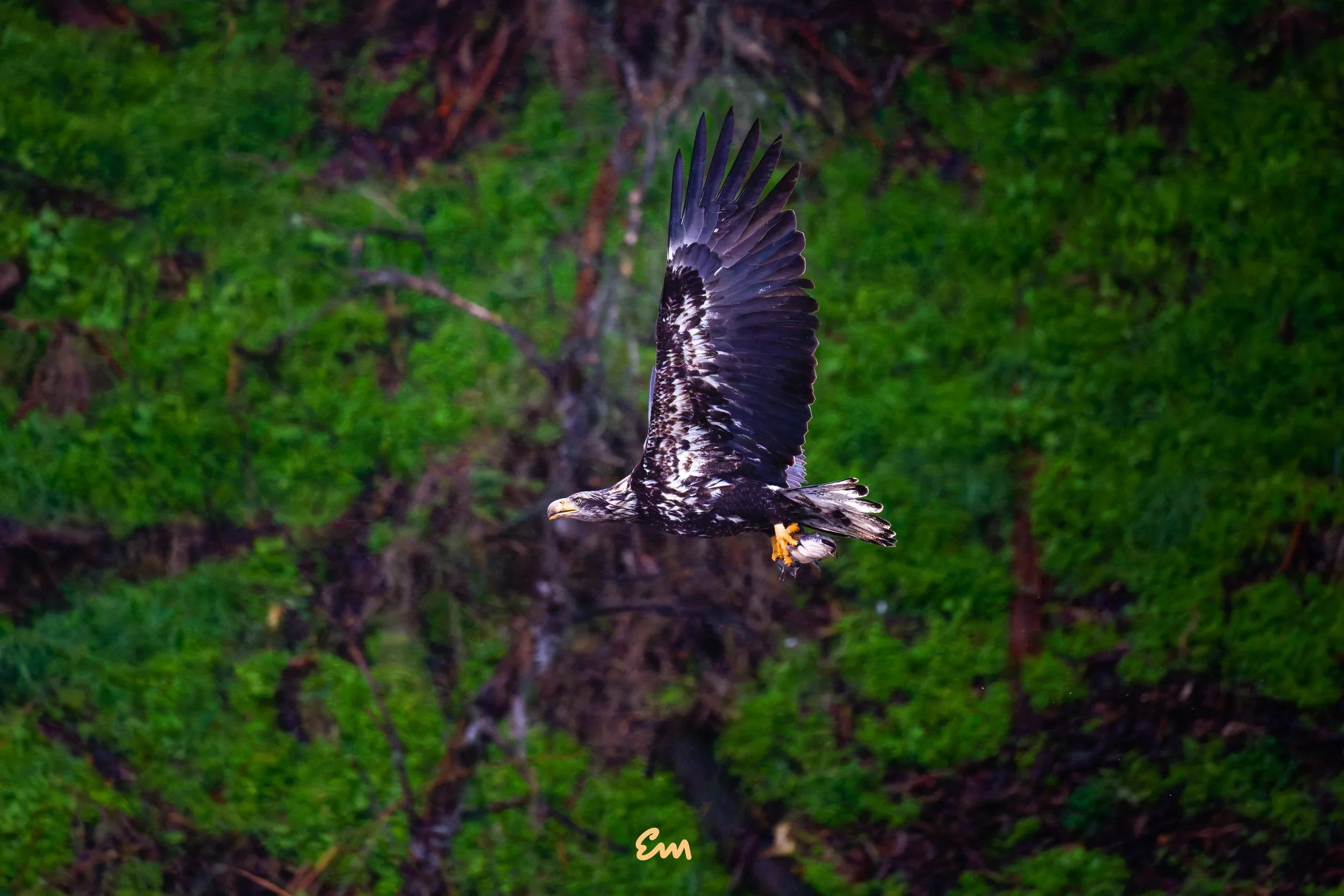 20250314-25.03.14 Bald Eagle @ Schwann Lake-20-Edit-Squarespace.jpg
