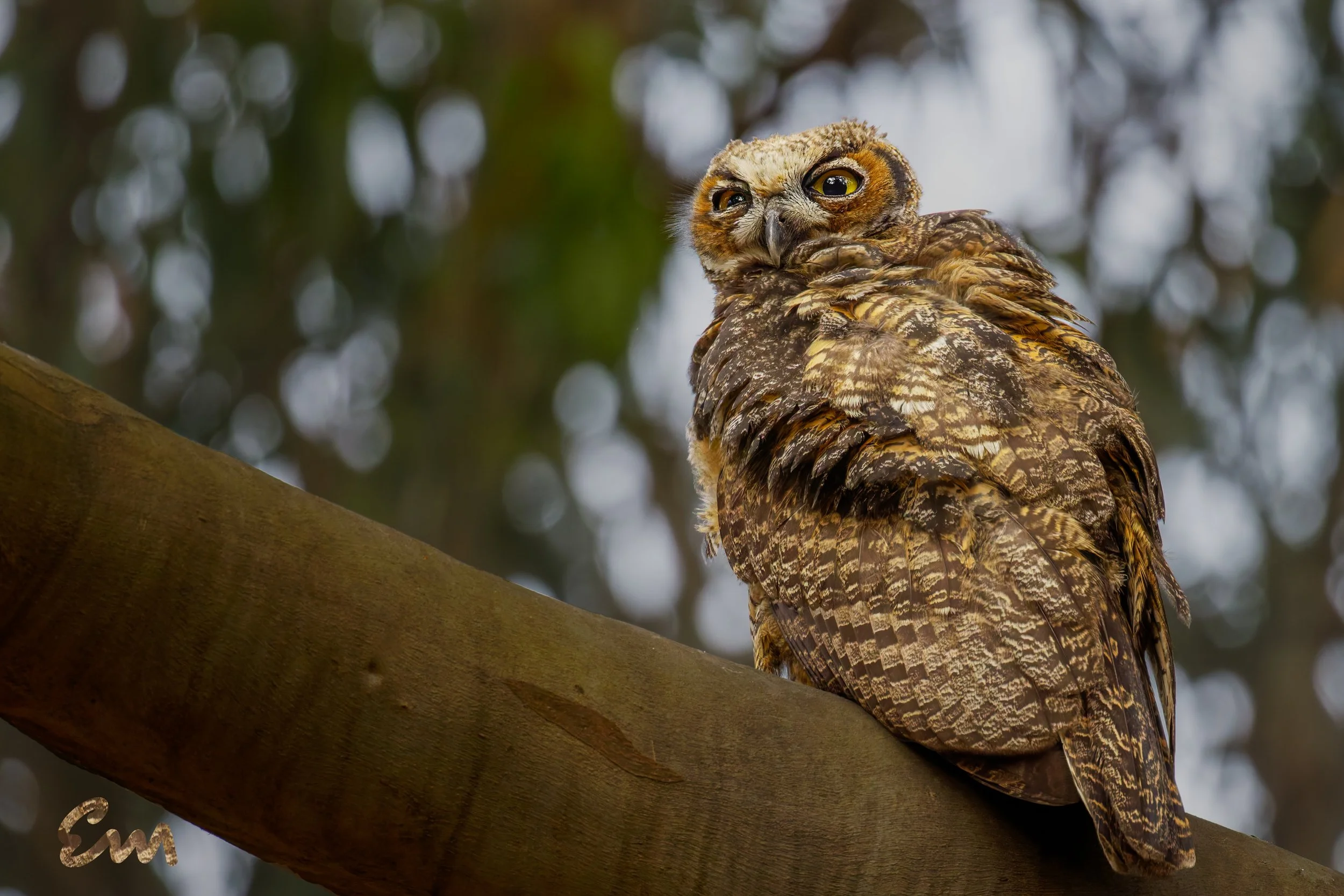 Great Horned Owl #261 (30x20).jpg
