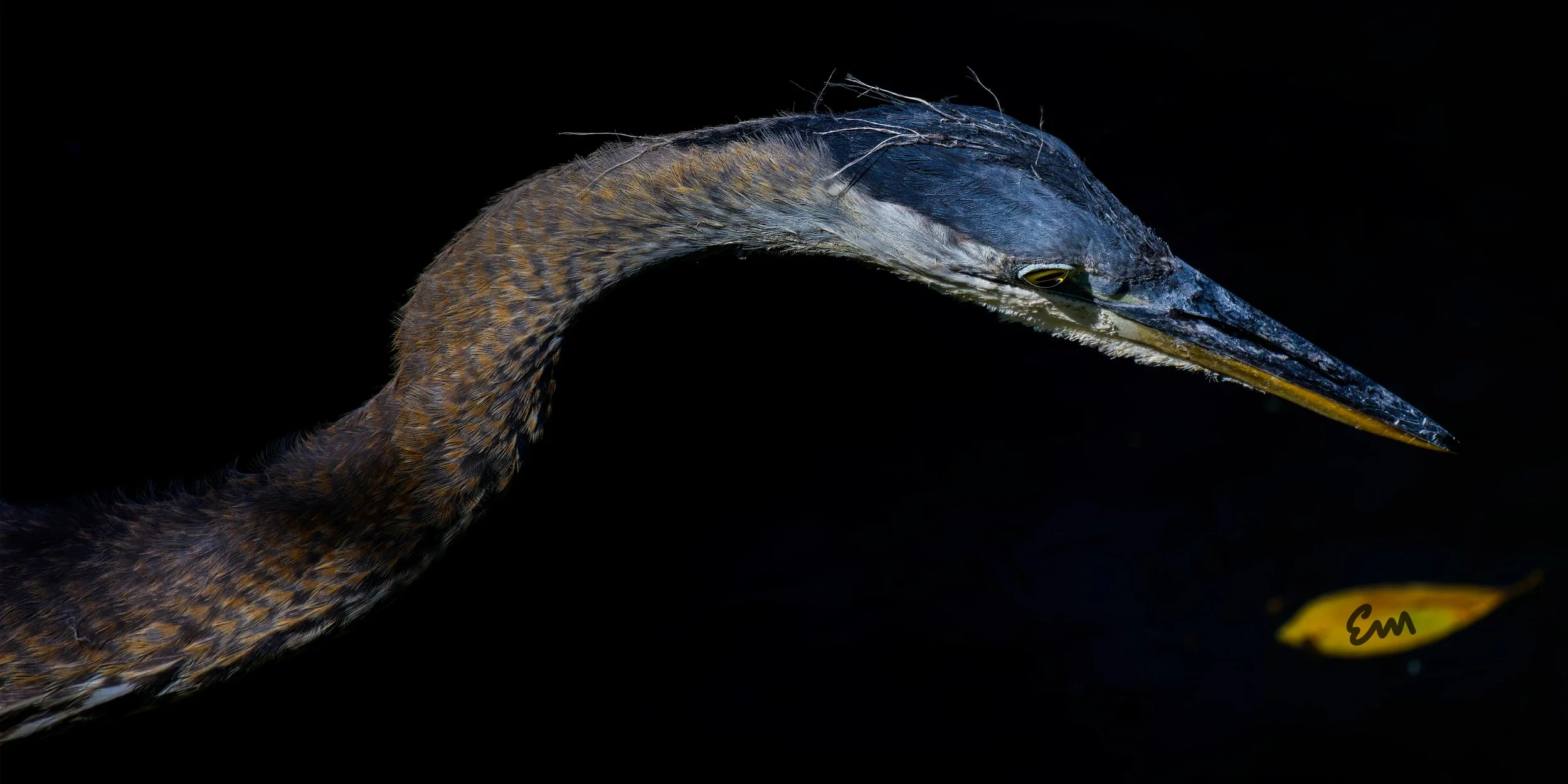 Great Blue Heron #83 (24.08.25, 30x15 signed).jpg