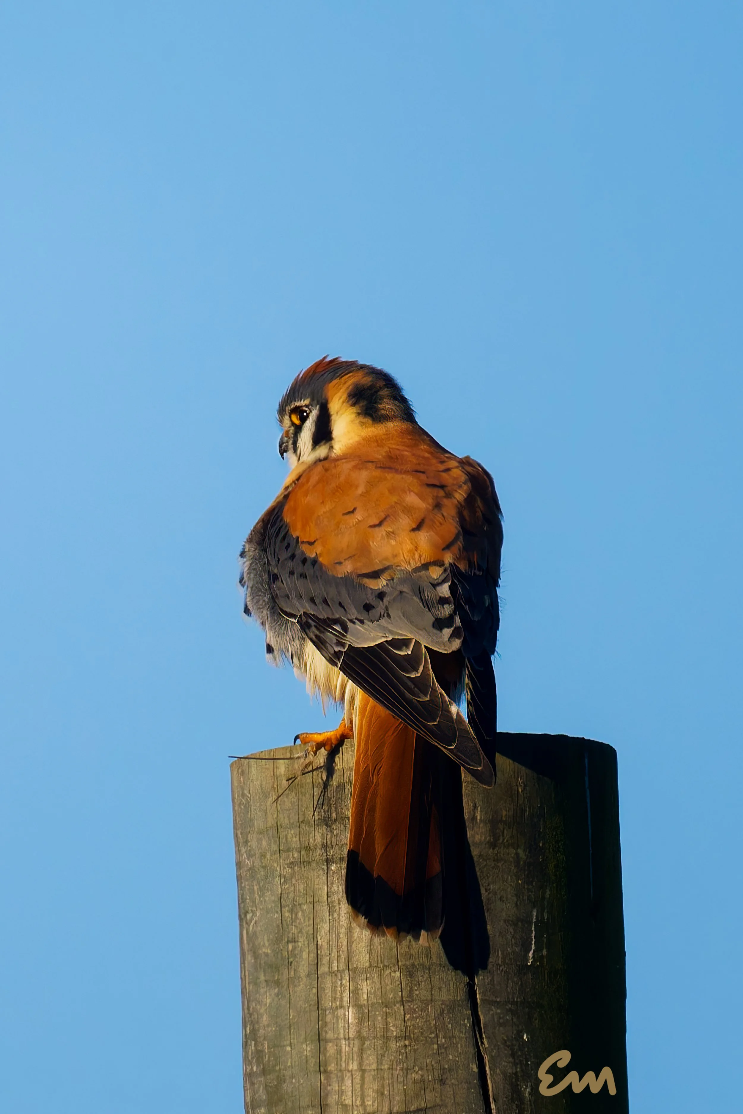 American Kestrel (2 of 3)