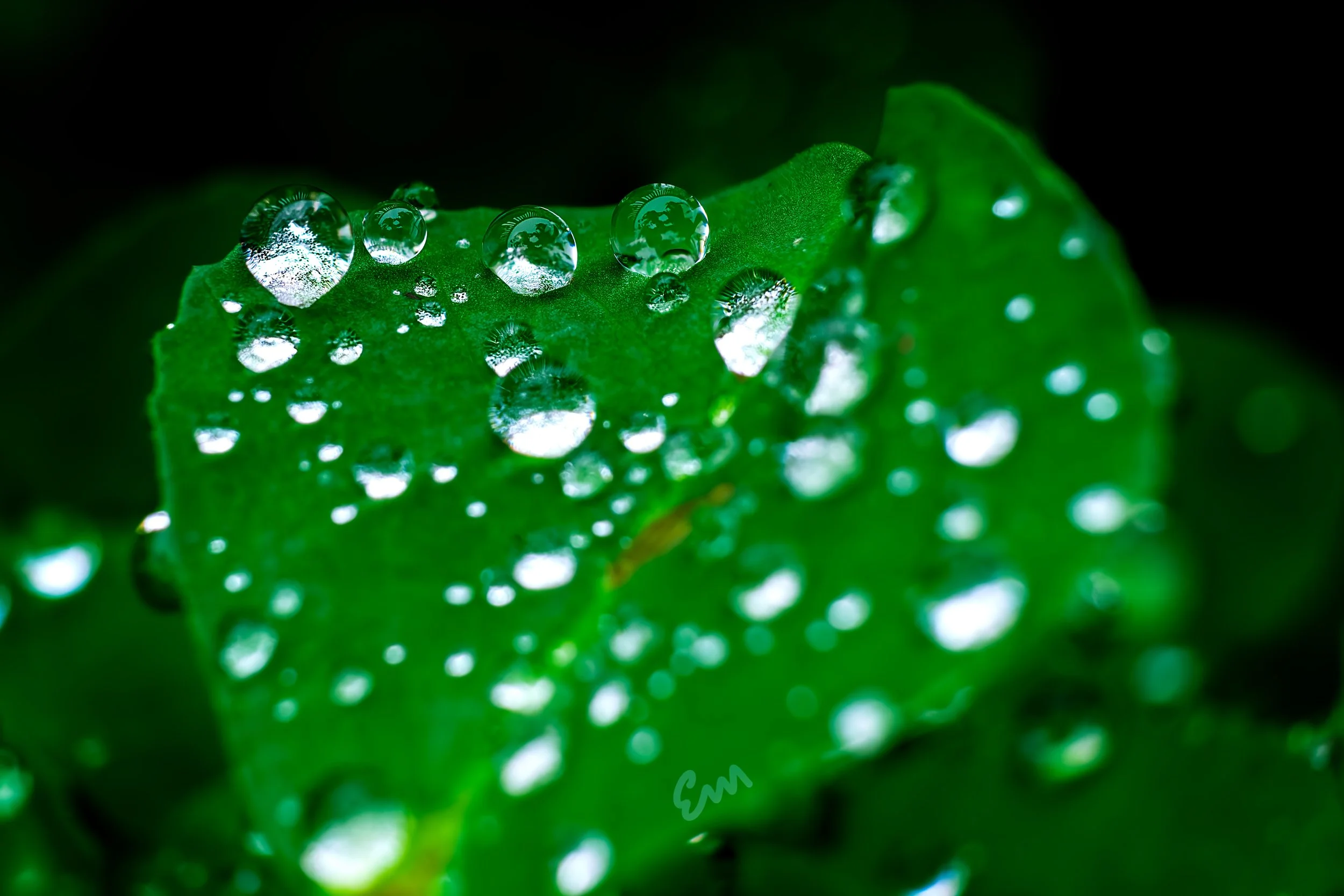 Macro Droplets on Leaf #23 (23.03.11)