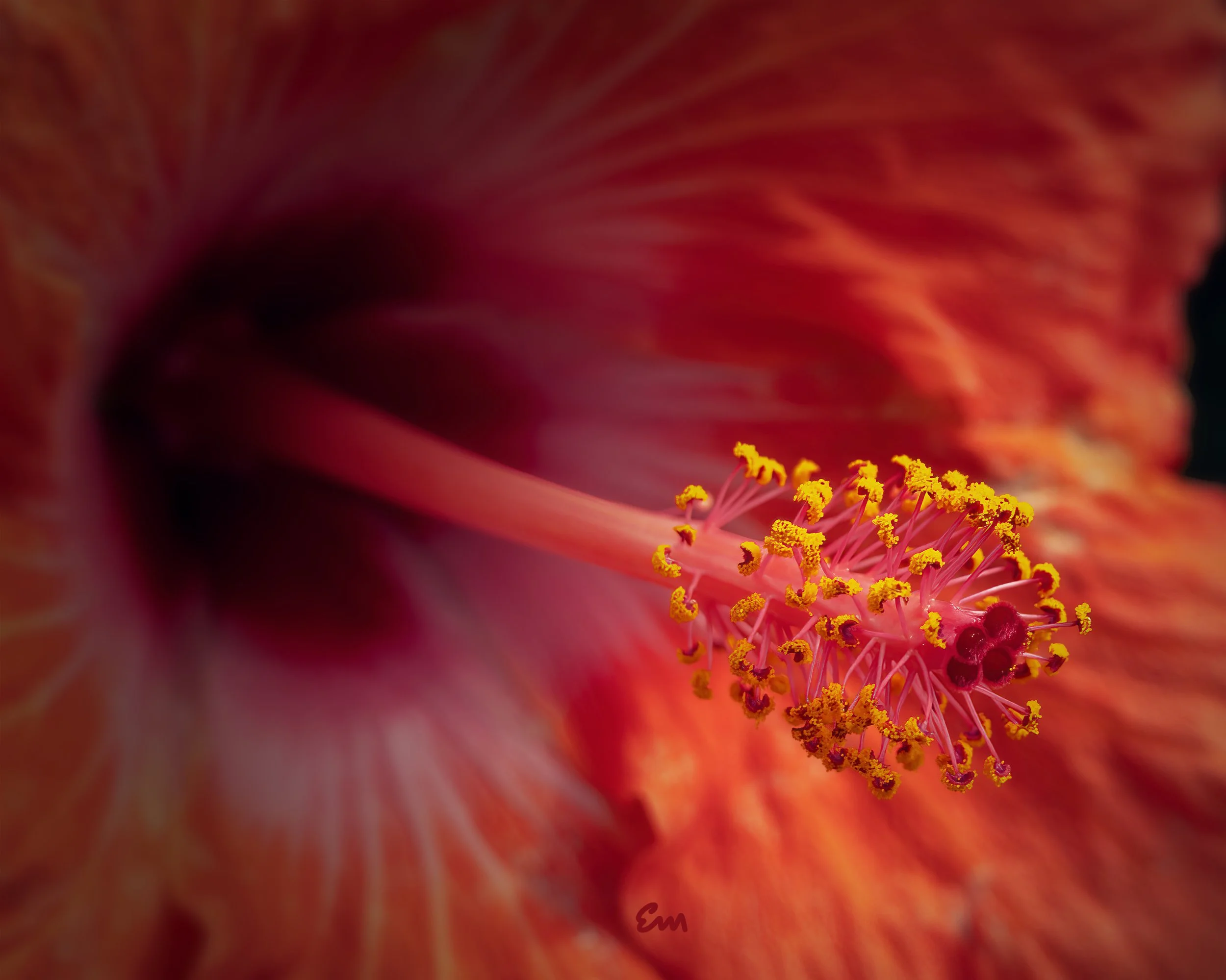 Hibiscus Portrait #8 (24.07.13)
