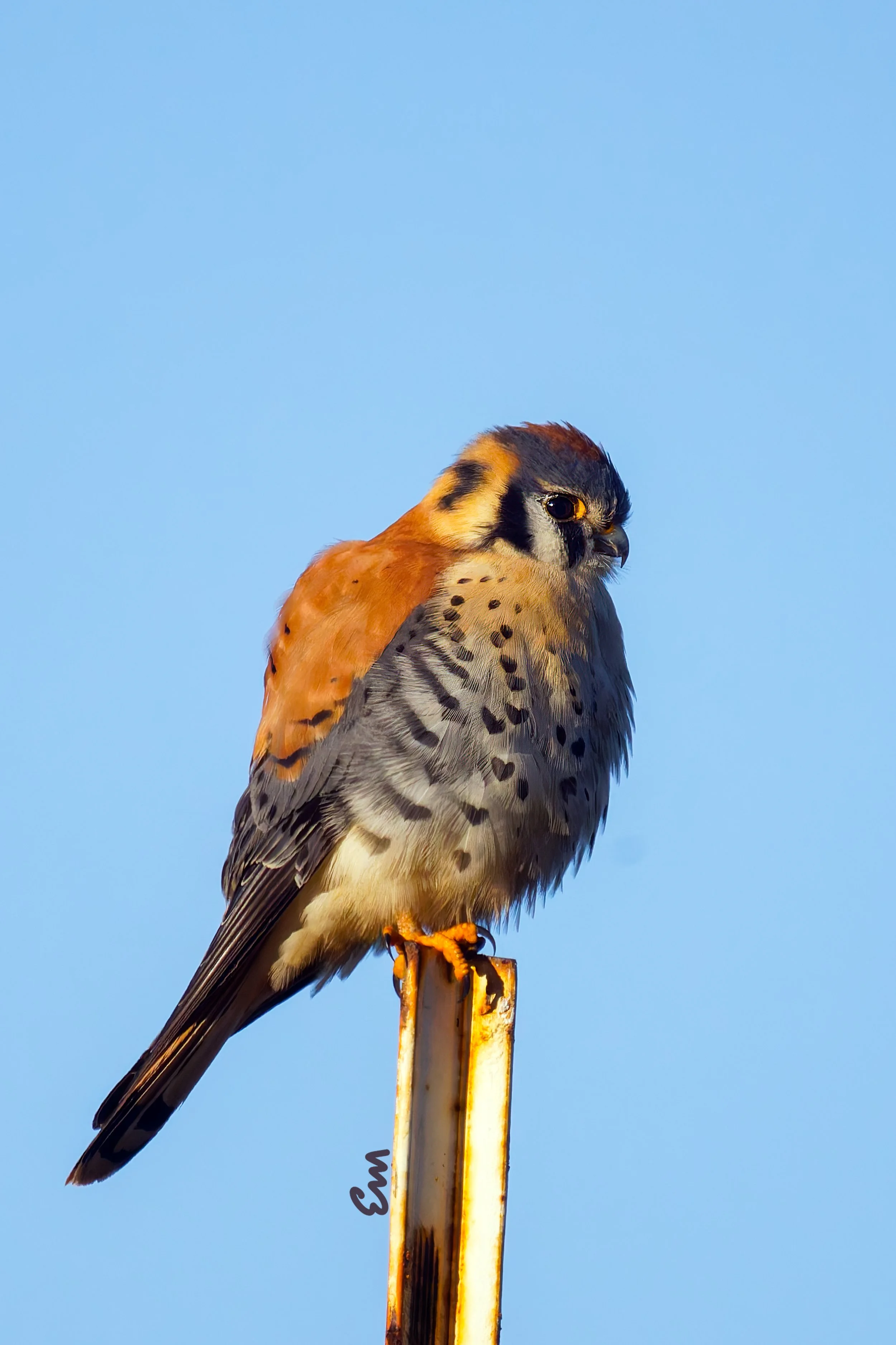 American Kestrel (3 of 3)