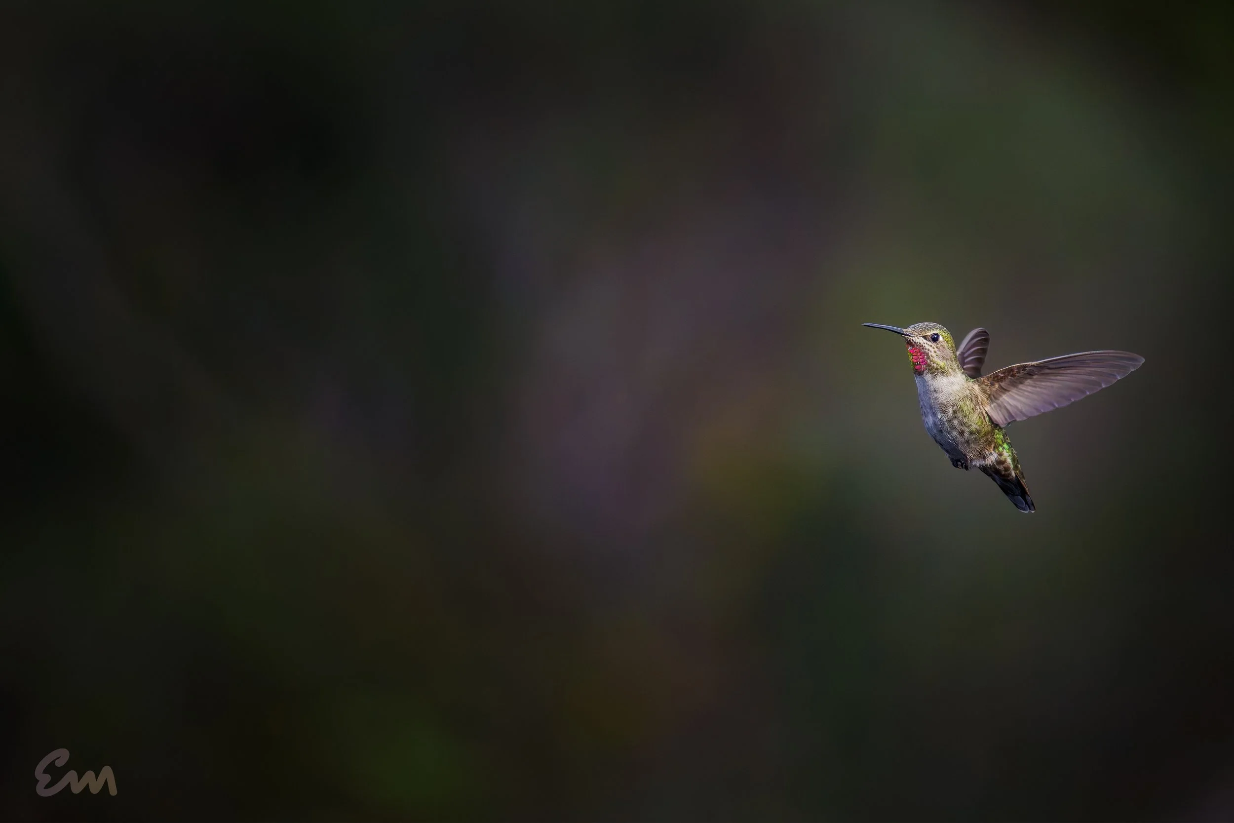 Hummingbird #13