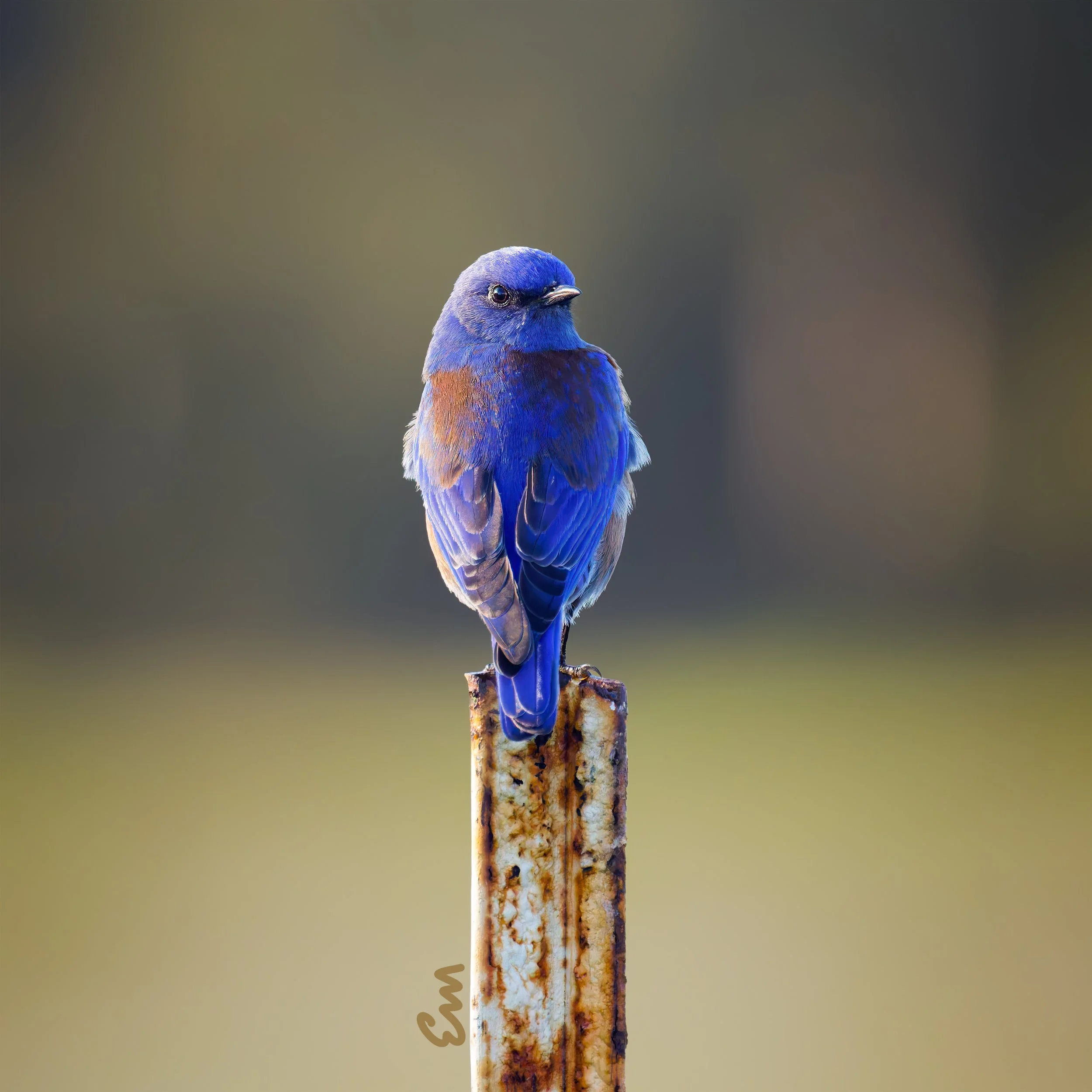 Western Blue Bird #81