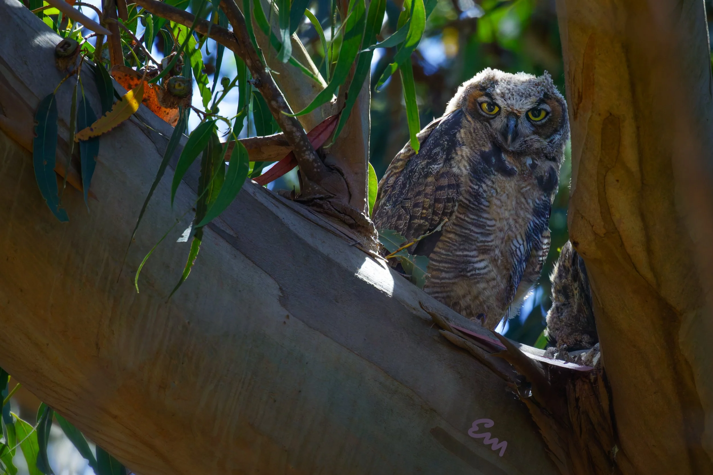 Great Horned Owl #196 (25.07.25 30x20).jpg