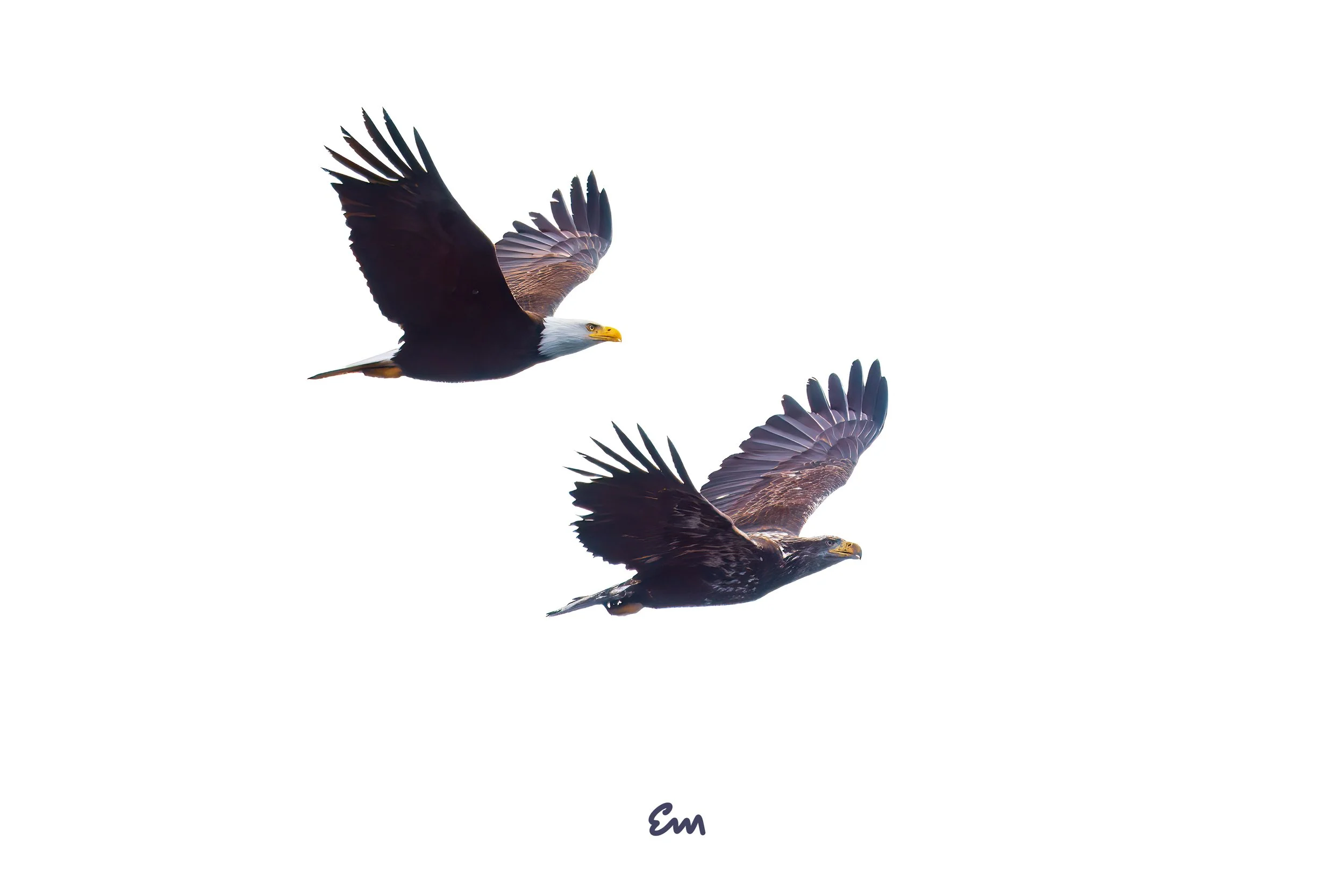 25.03.16 Eagles @ Schwann Lake-394-Edit.jpg