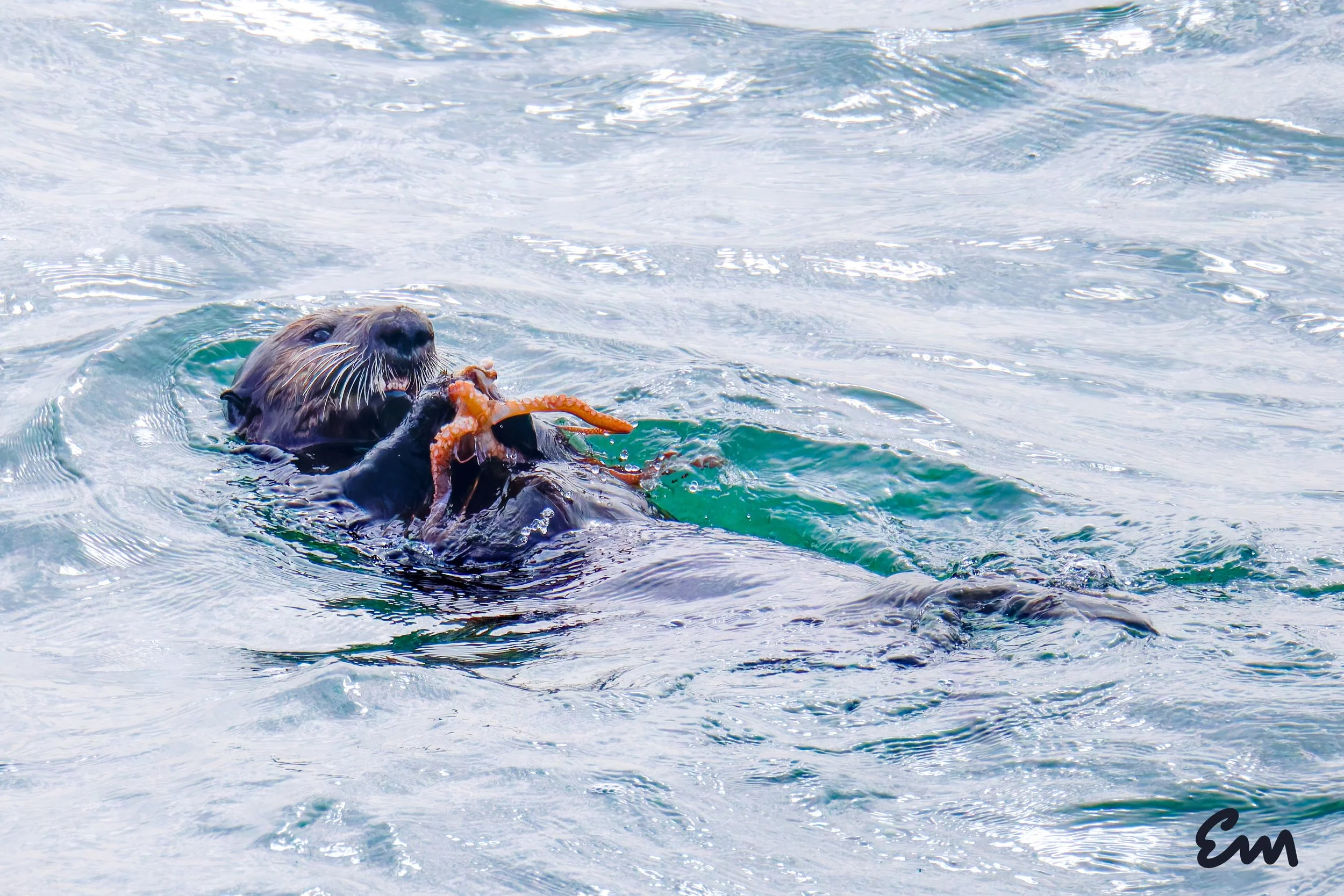 Sea Otter & Octopus #445