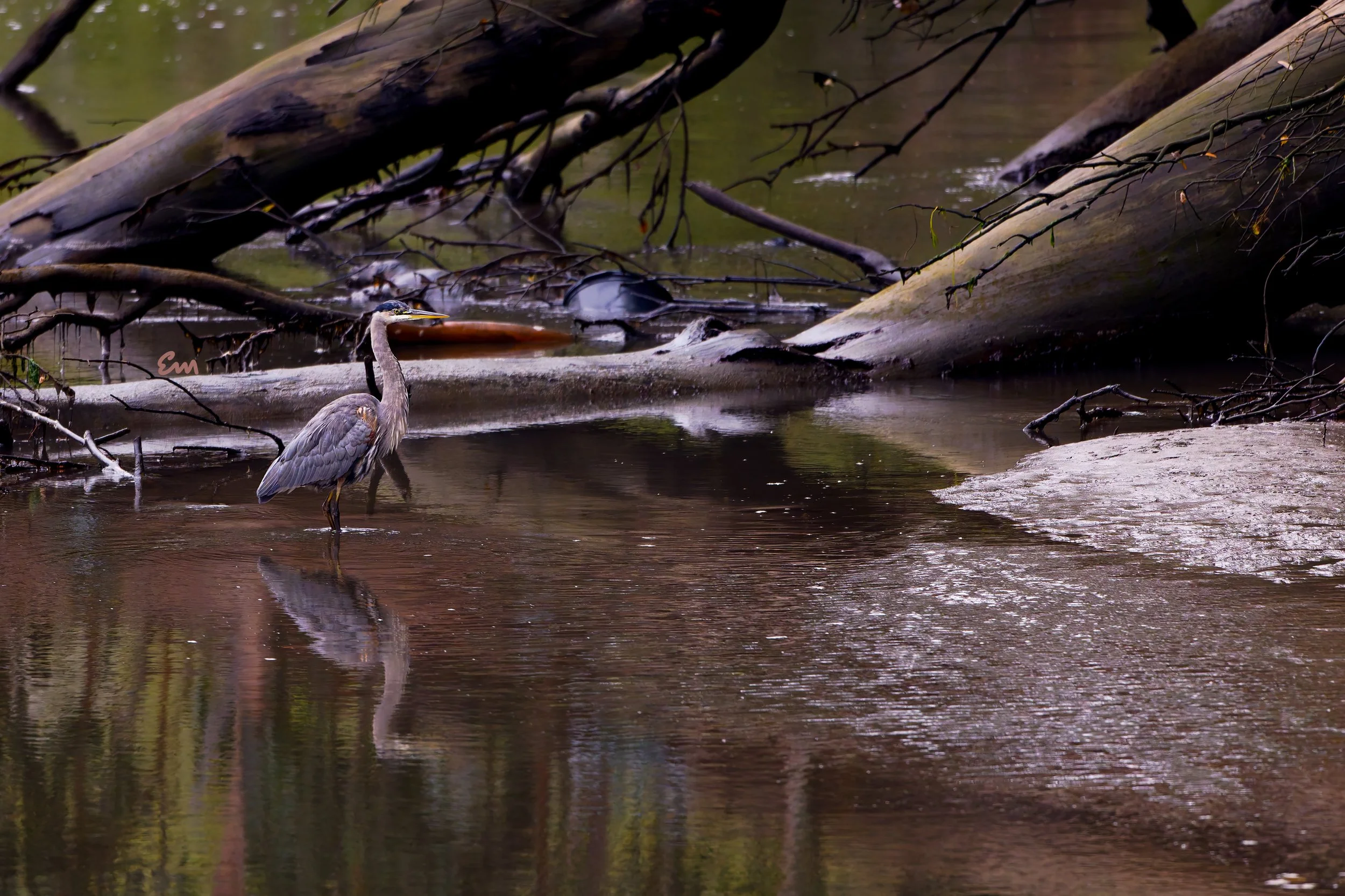 20250811-25.08.11 Great Blue Heron @ Arana Gulch-65.jpg