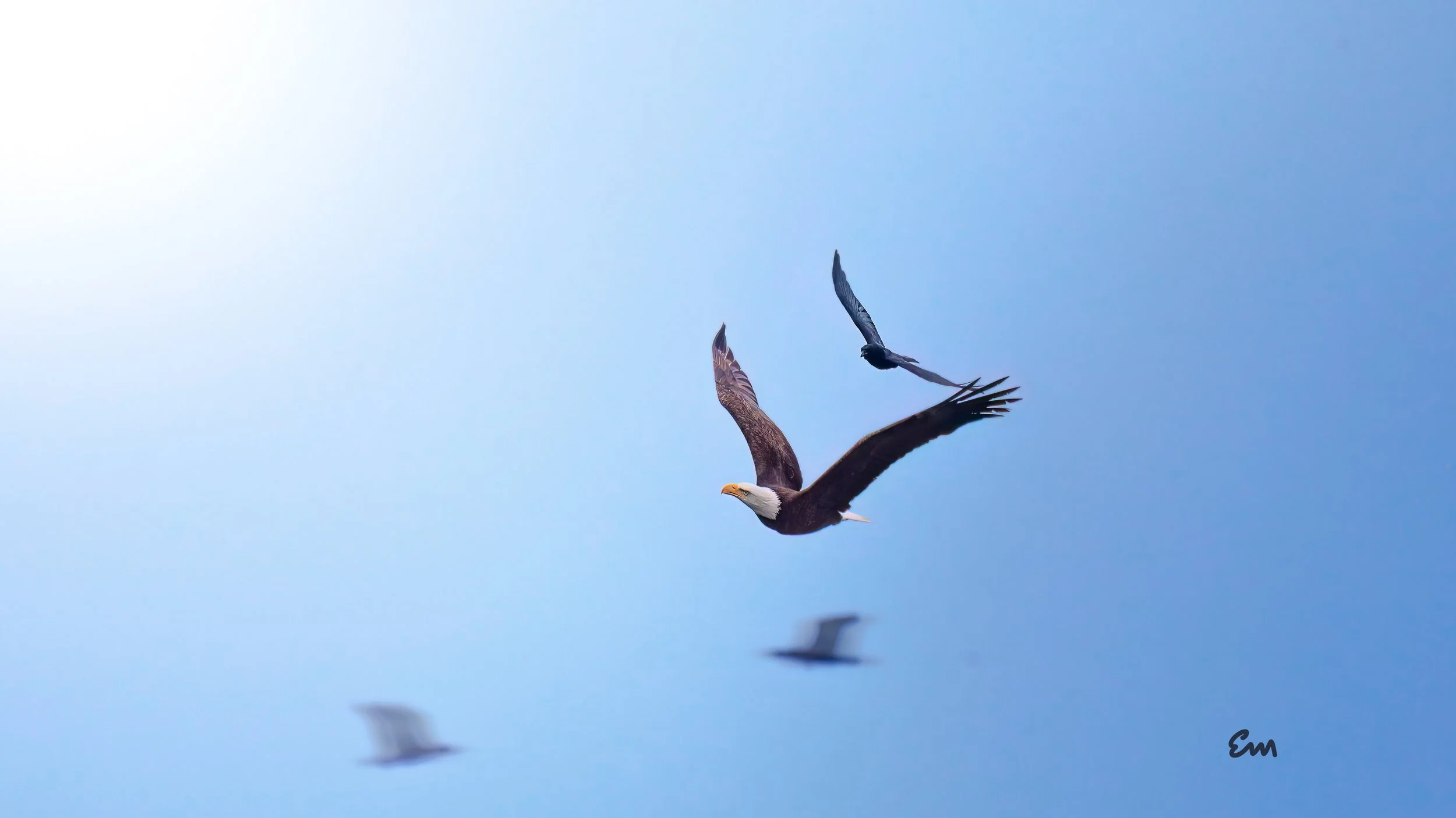 25.04.18 Bald Eagle @ Schwan Lake-401-Edit.jpg