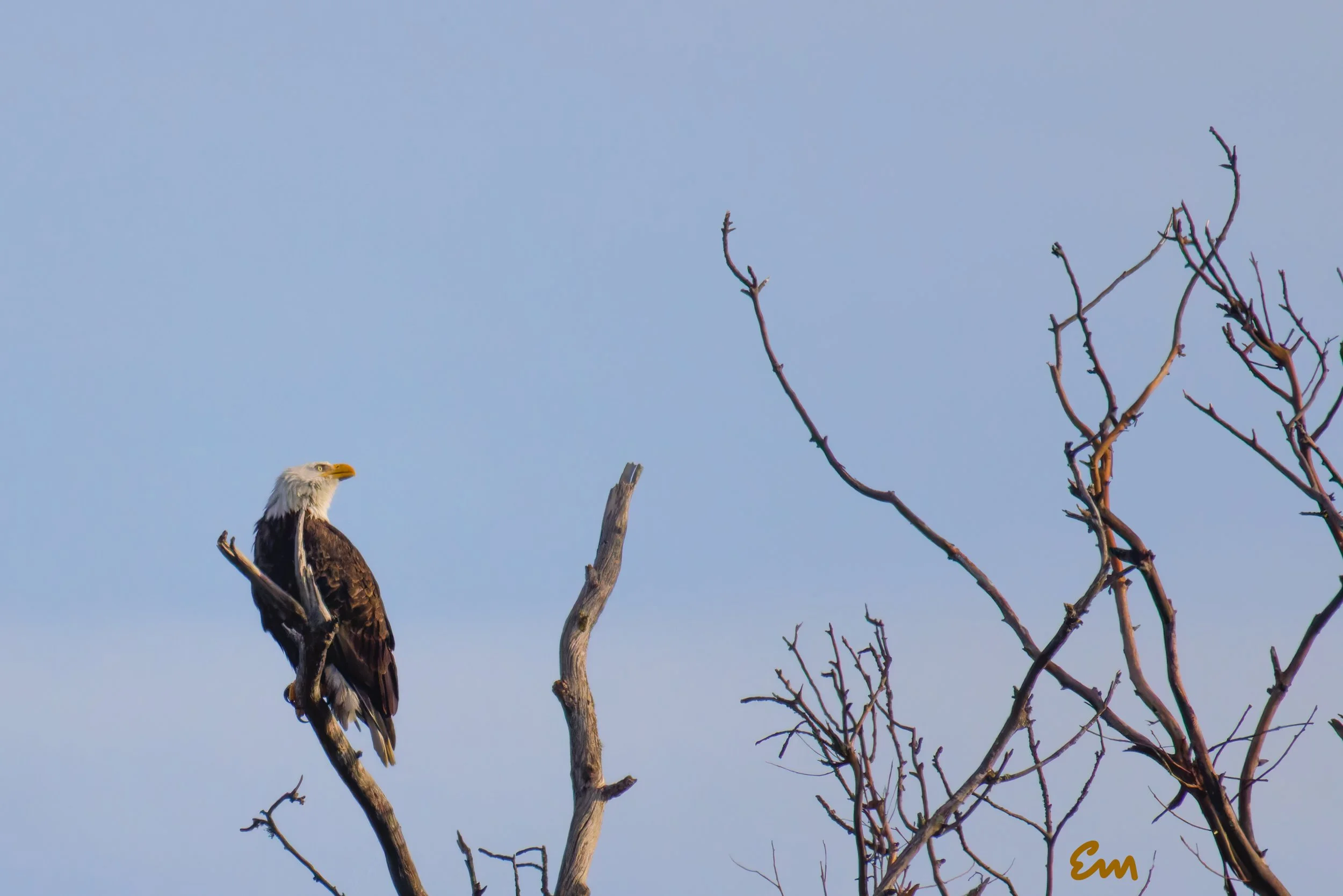 20250221-25.02.21 Bald Eagles @ Schwan Lake-243-Edit-Squarespace.jpg