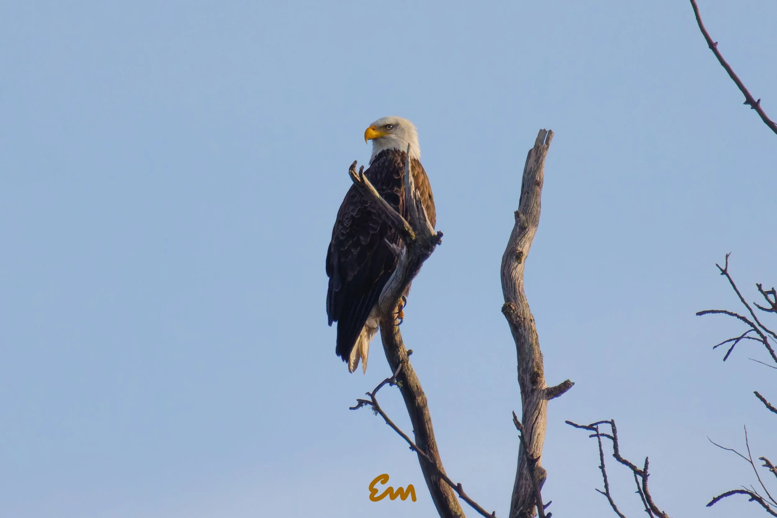 20250221-25.02.21 Bald Eagles @ Schwan Lake-149-Edit-Squarespace.jpg
