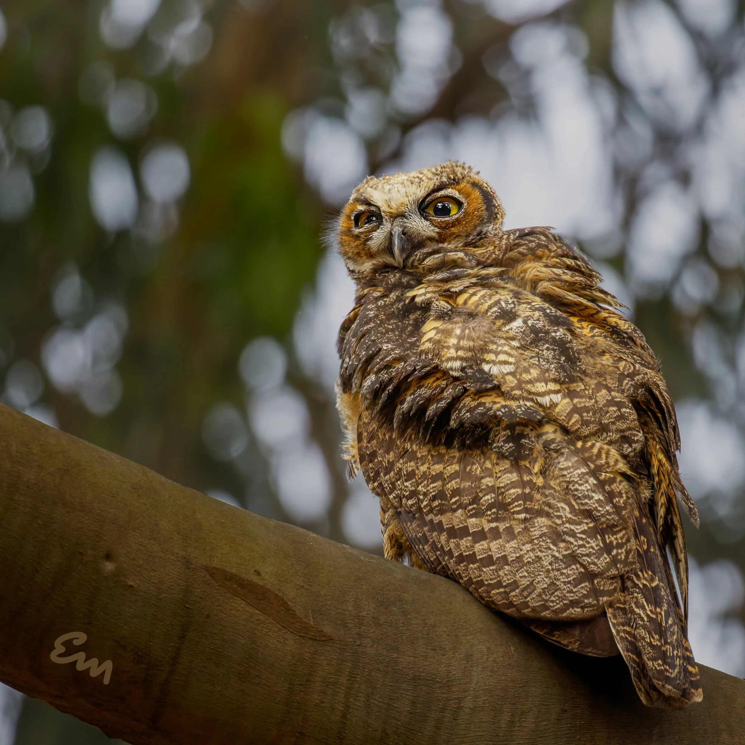 Great Horned Owl #261 (30x30).jpg