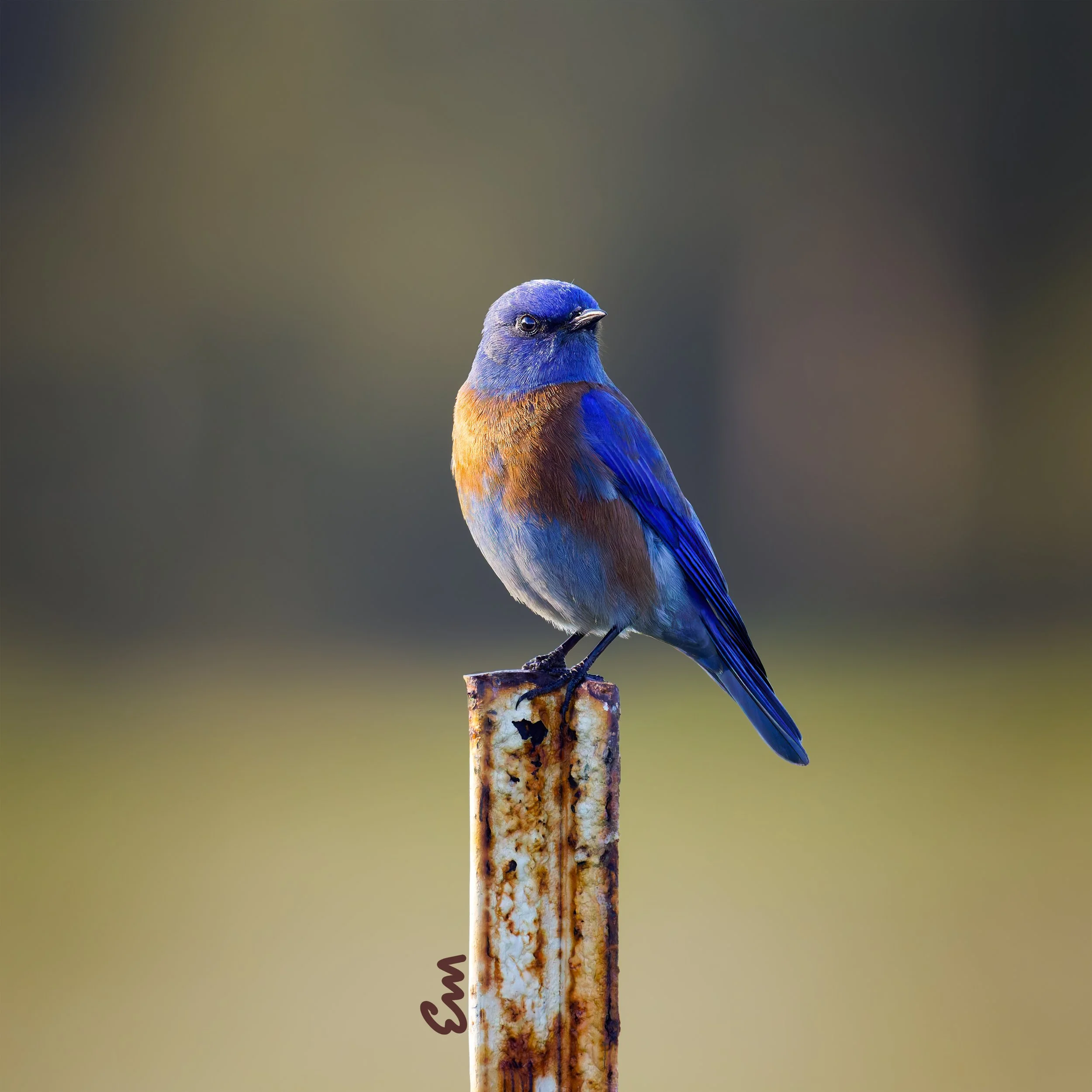 Western Blue Bird #32