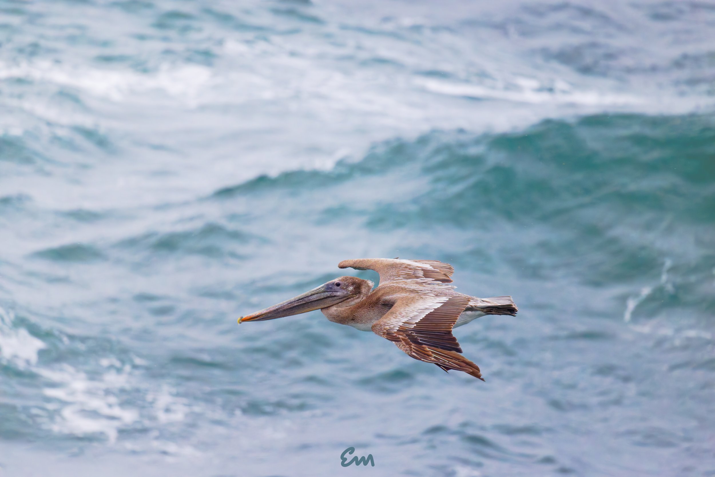 Pelican #34