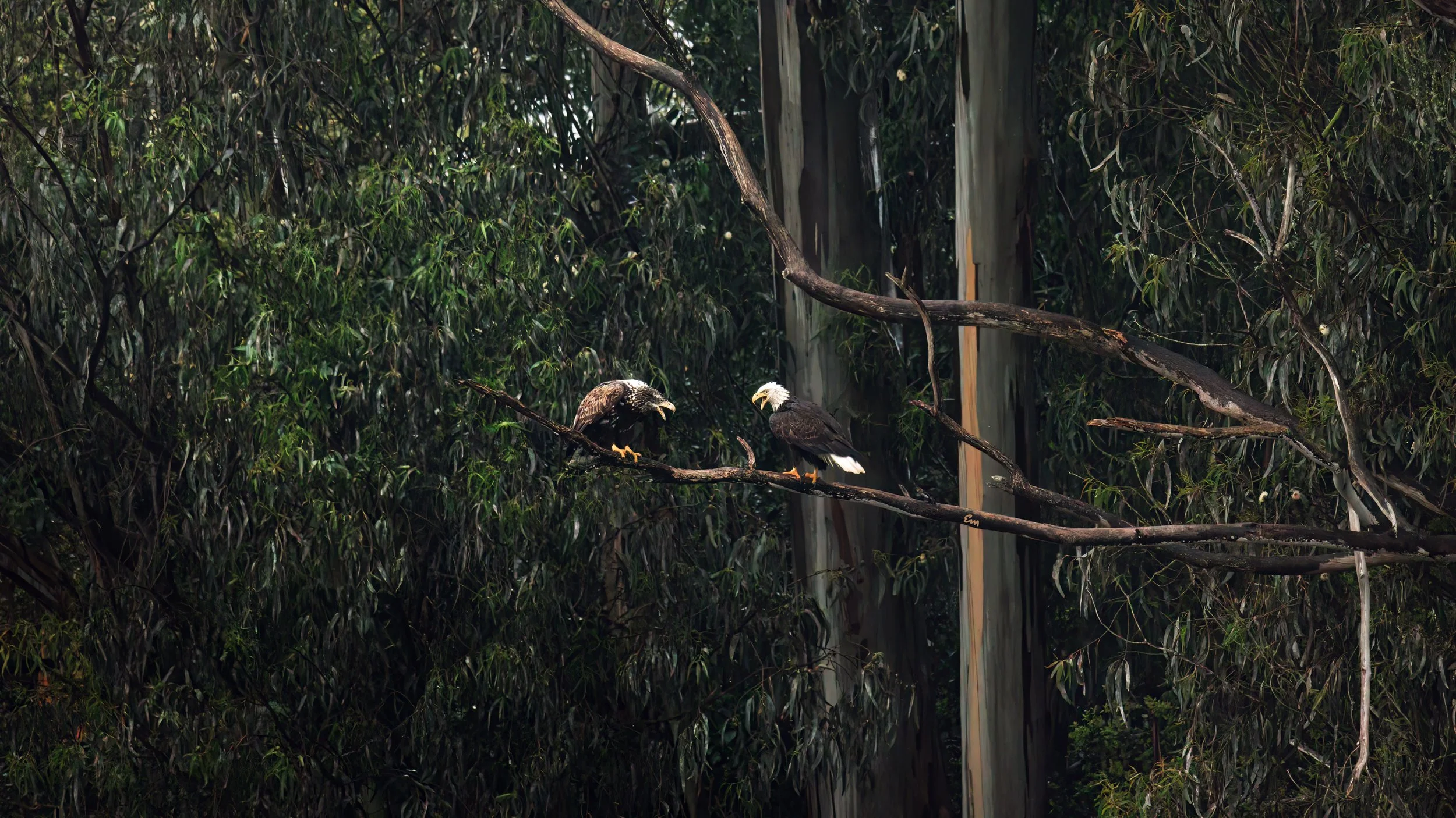 25.03.14 Bald Eagle @ Schwann Lake-620-Edit.jpg