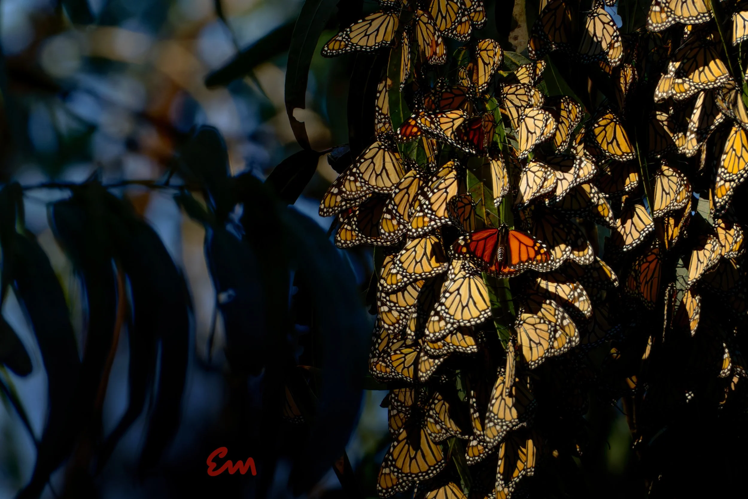 Butterfly Clusters #437 (23.11.10.jpg 30x20 signed).jpg