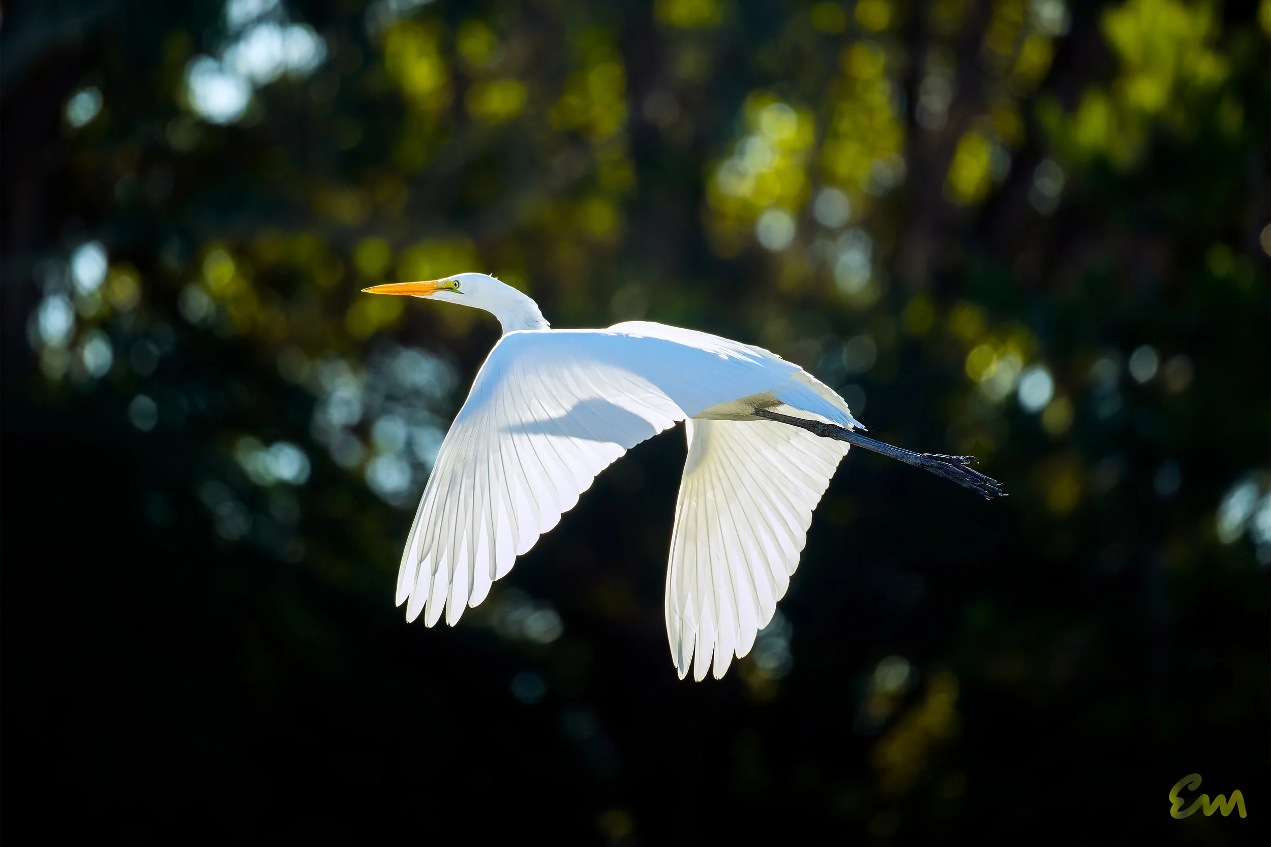 Egret #391