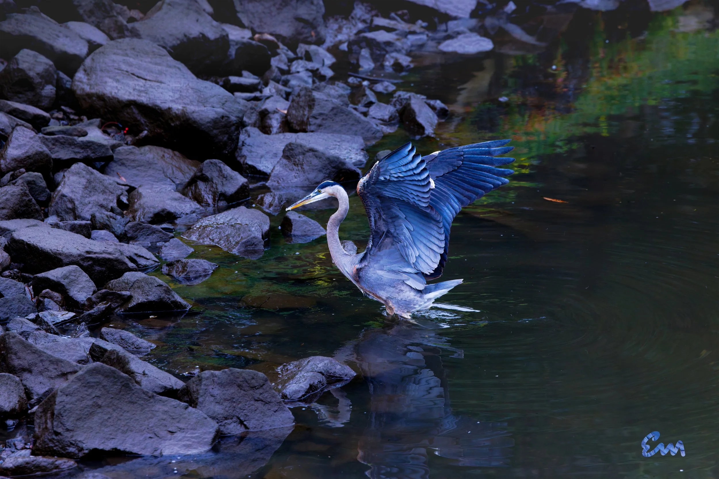Great Blue Heron #93