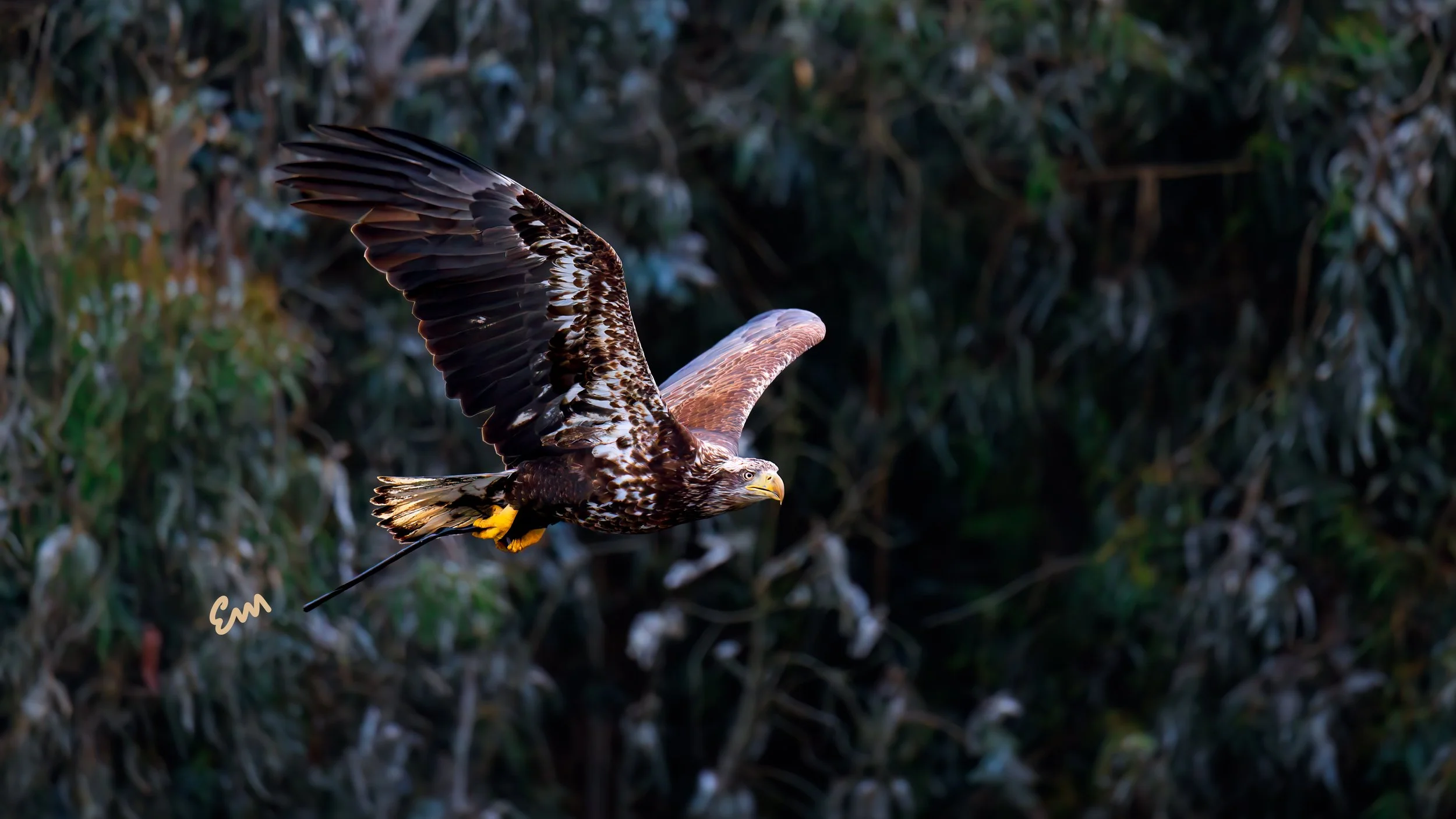 25.04.18 Bald Eagle @ Schwan Lake-609-Edit.jpg