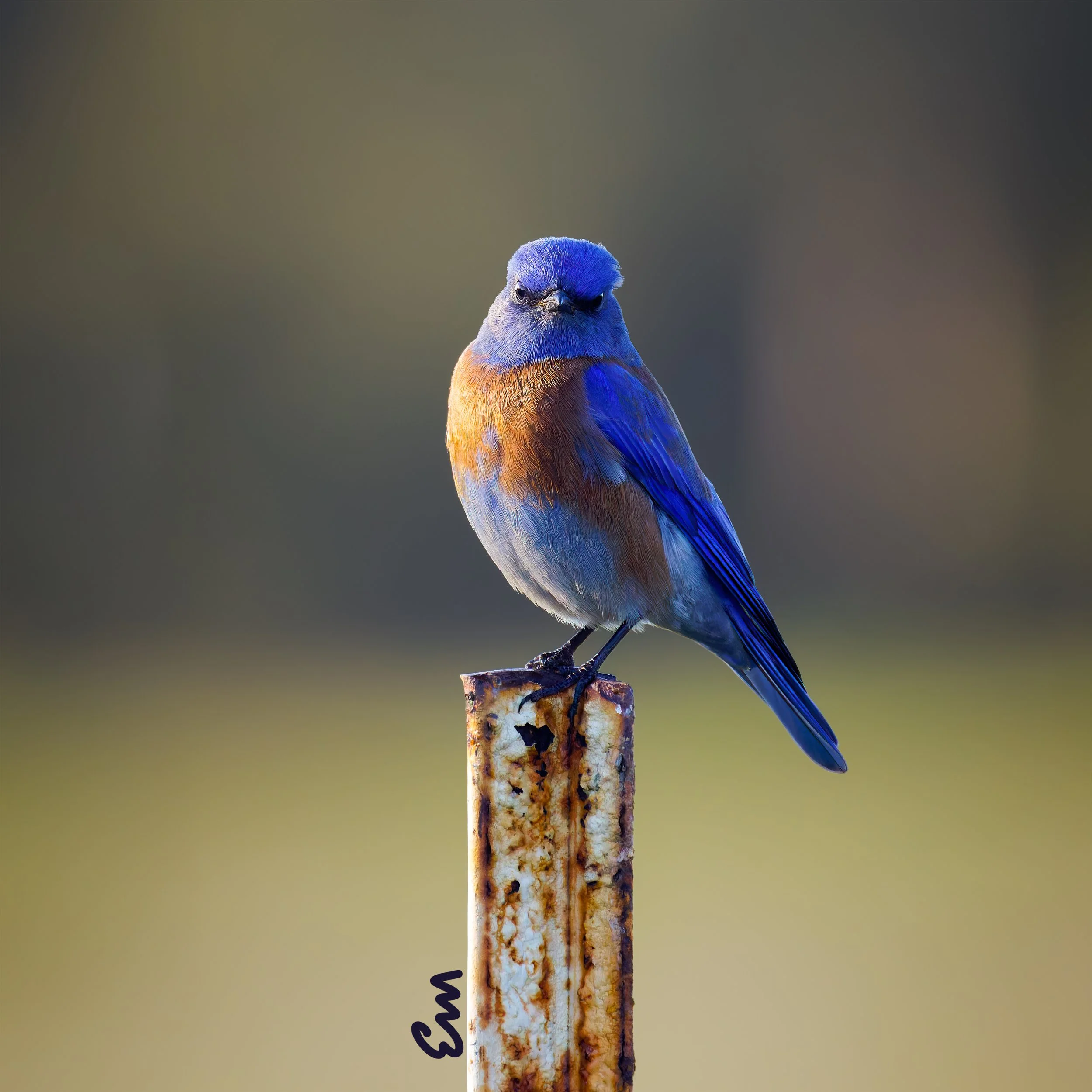 Western Blue Bird #54