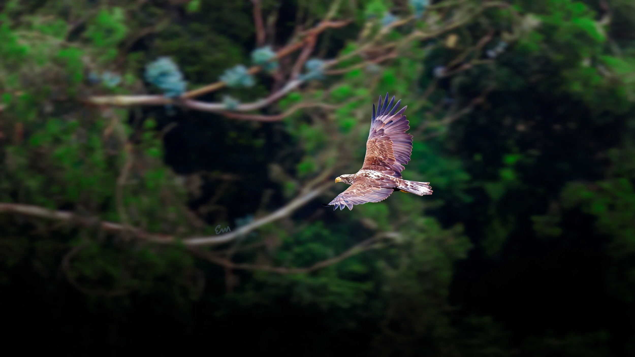 25.04.18 Bald Eagle @ Schwan Lake-131-Edit.jpg
