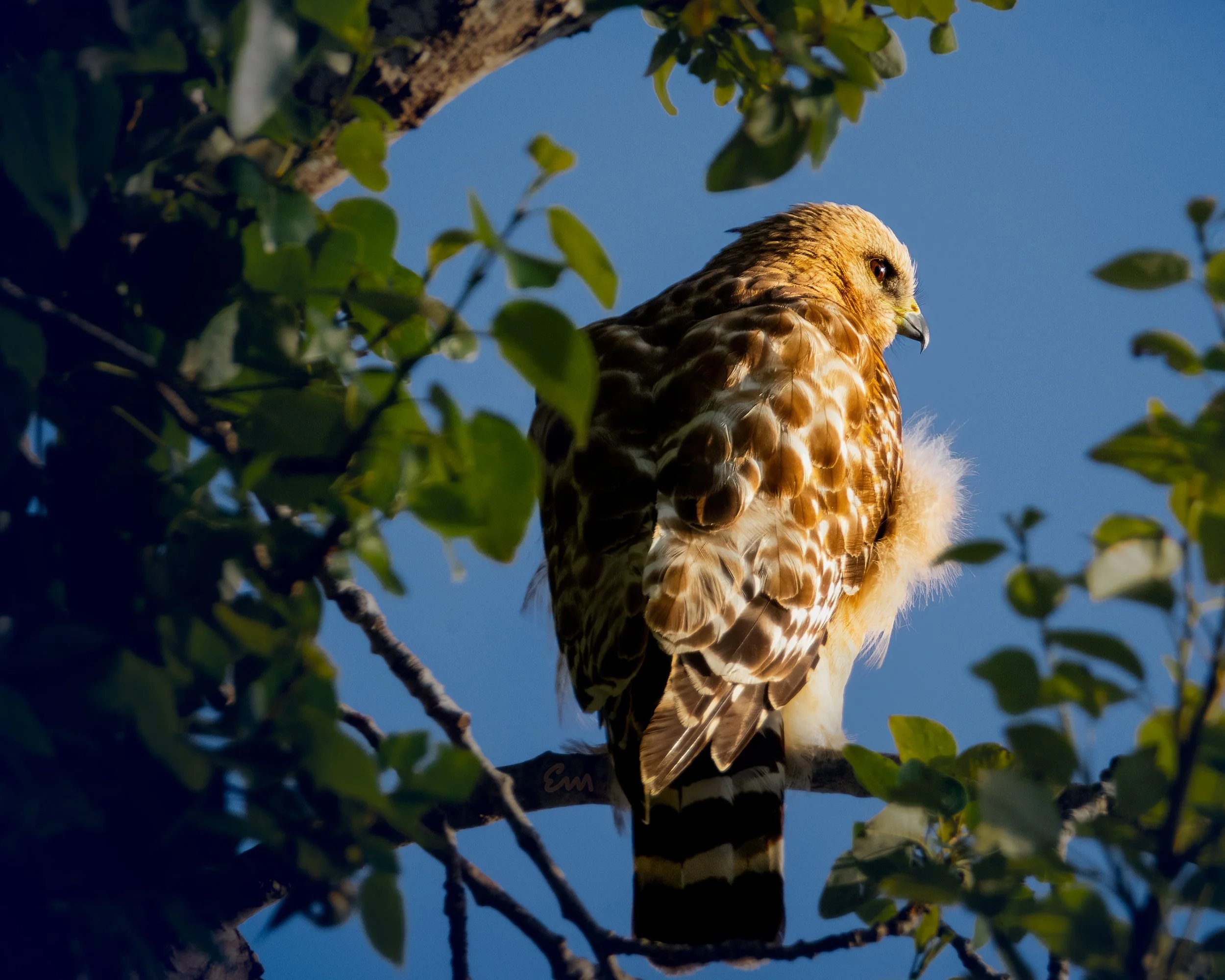 Hawk Golden Hour Portrait
