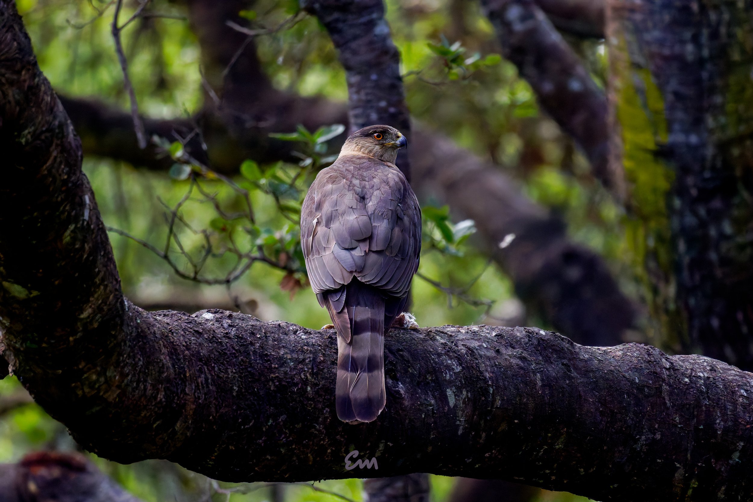 Cooper's Hawk #78