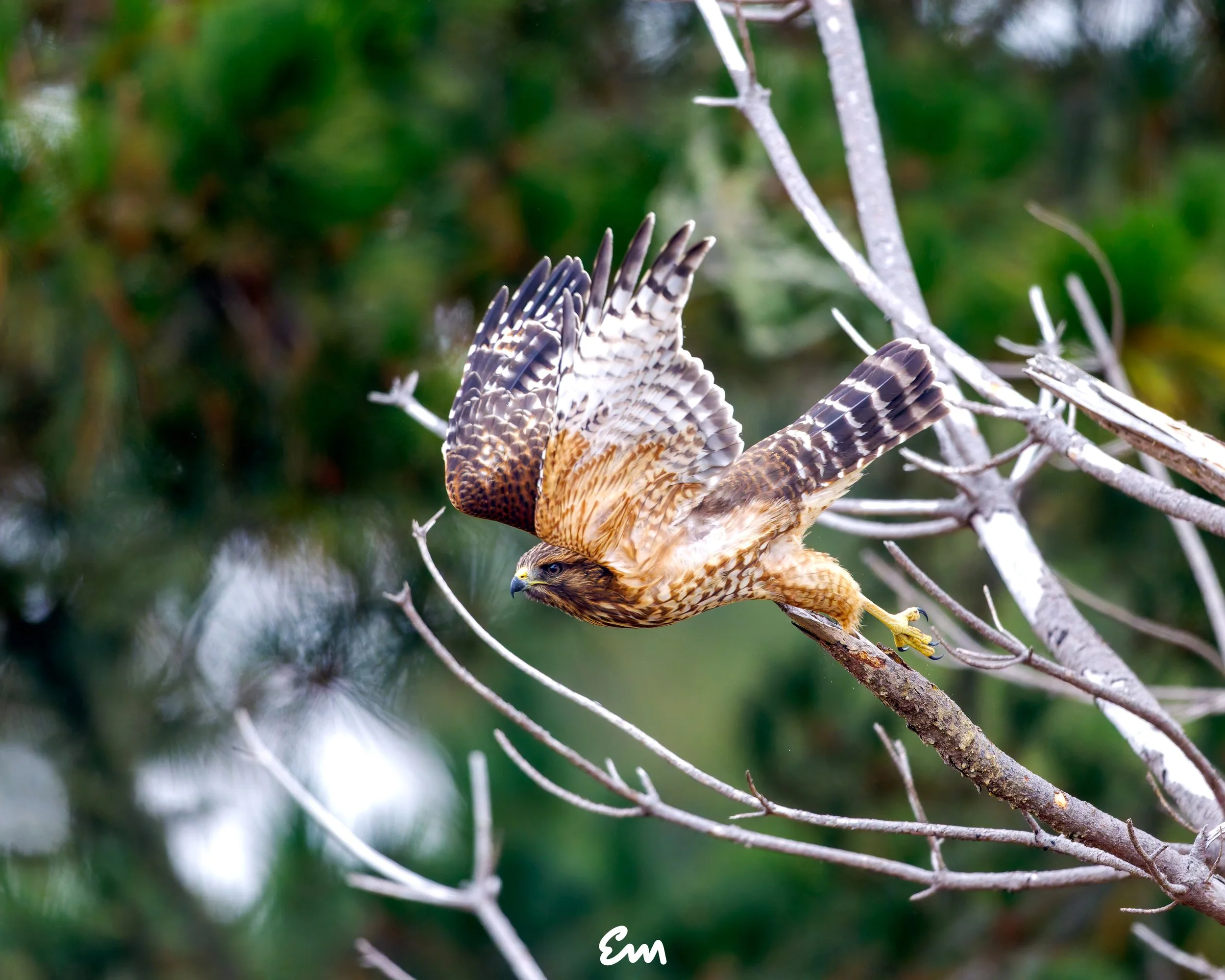 Red-shouldered Hawk Launching