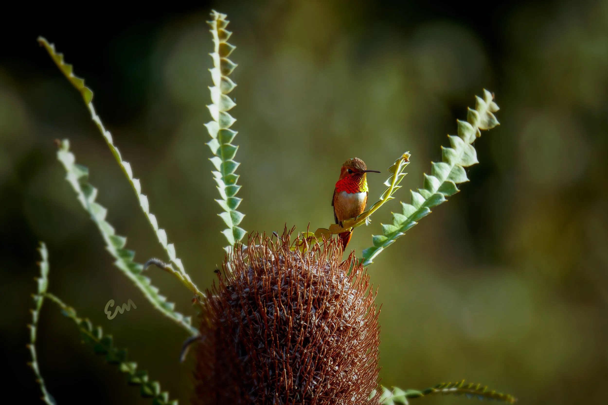 Hummingbird #95 (26.03.13, 30x20).jpg